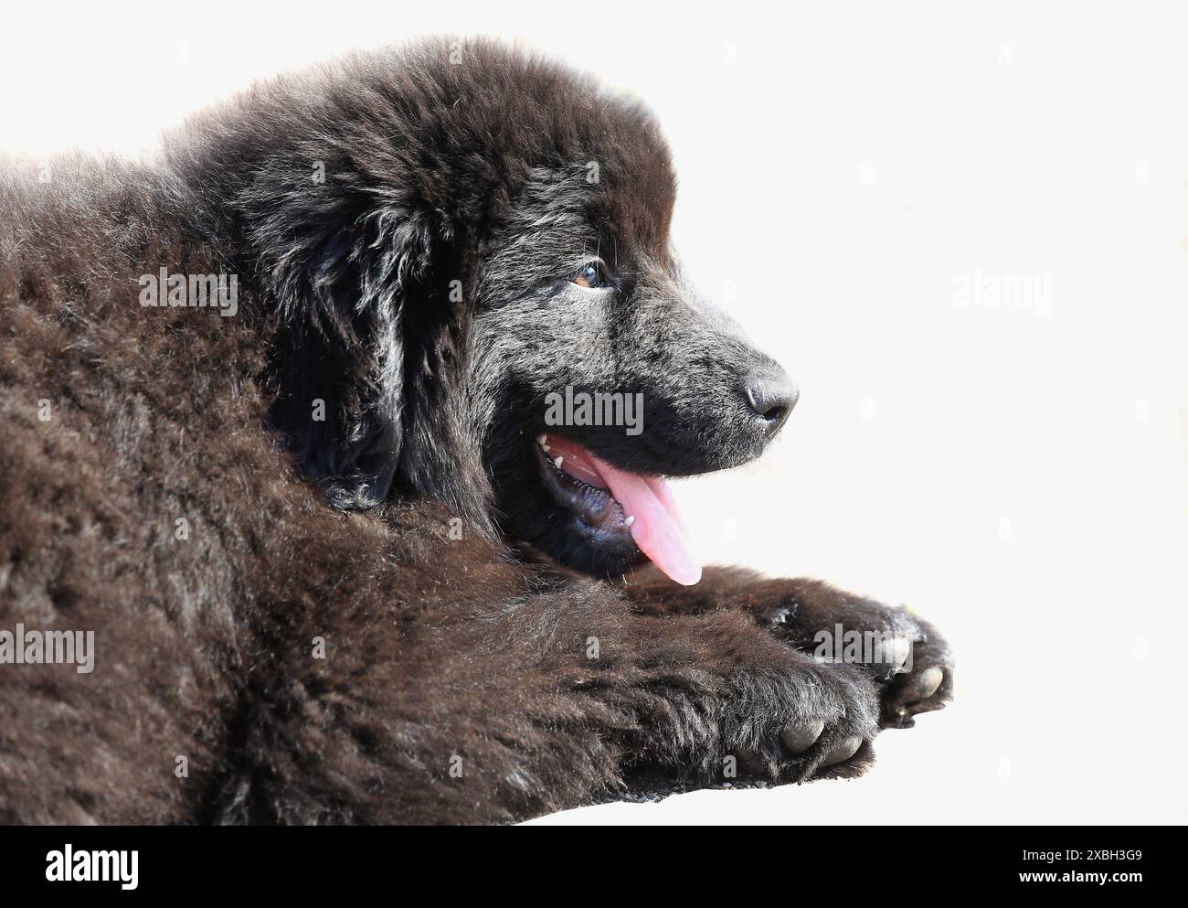 Schwarze Neufundländer Welpen vor weißem Hintergrund Stockfoto