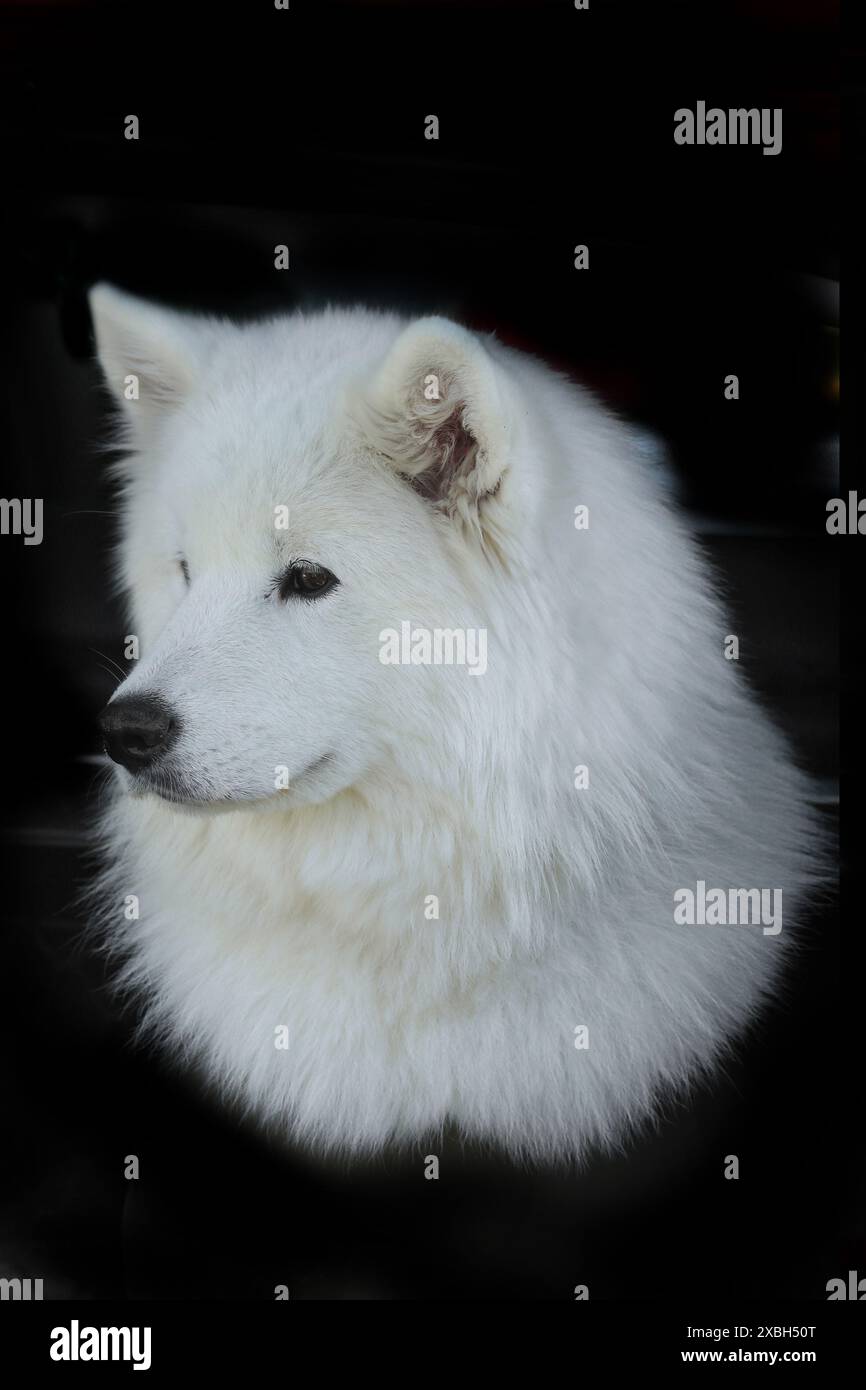 samoide Hunde auf schwarzem Hintergrund Stockfoto