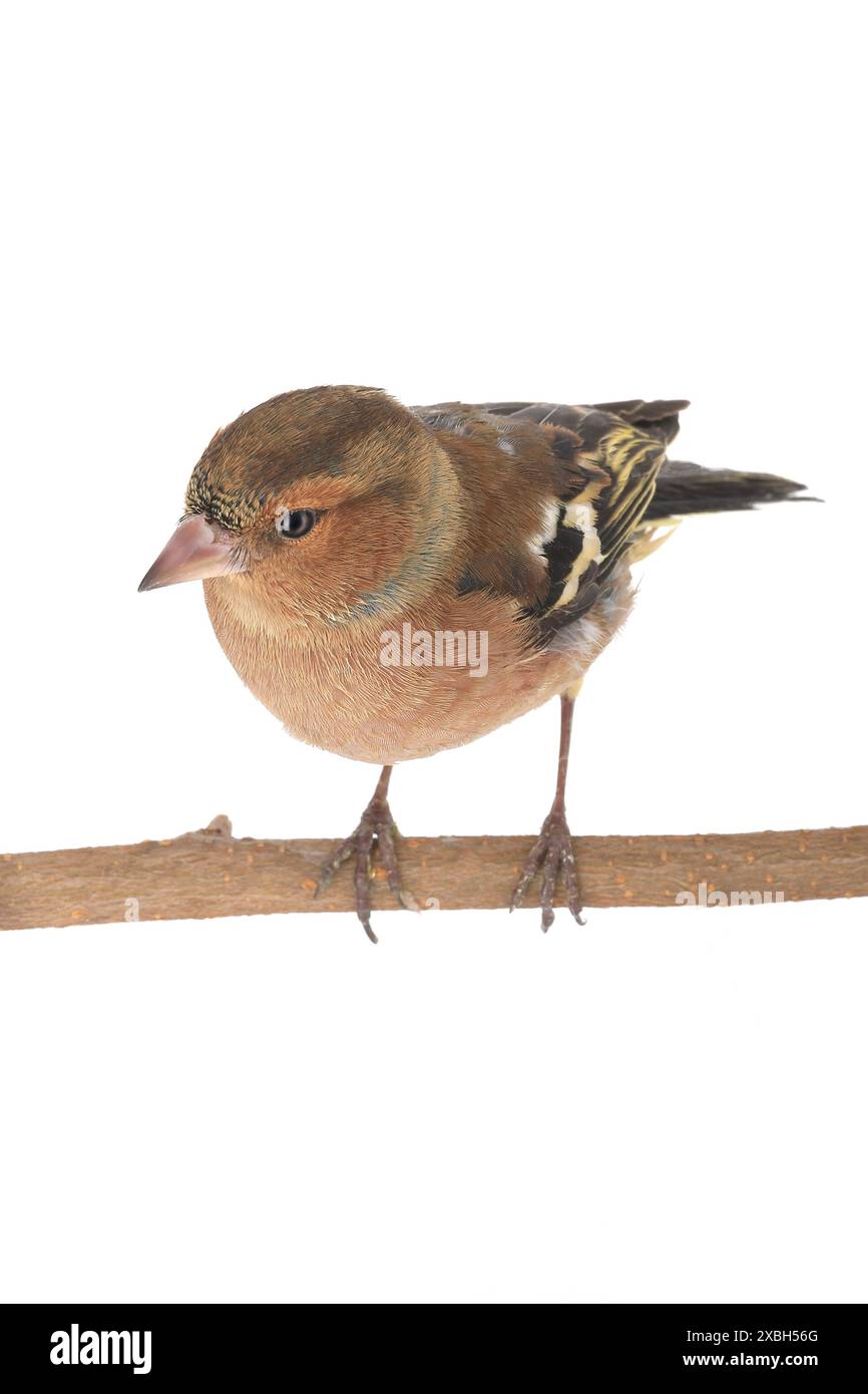 Buchhalm auf weißem Hintergrund Stockfoto