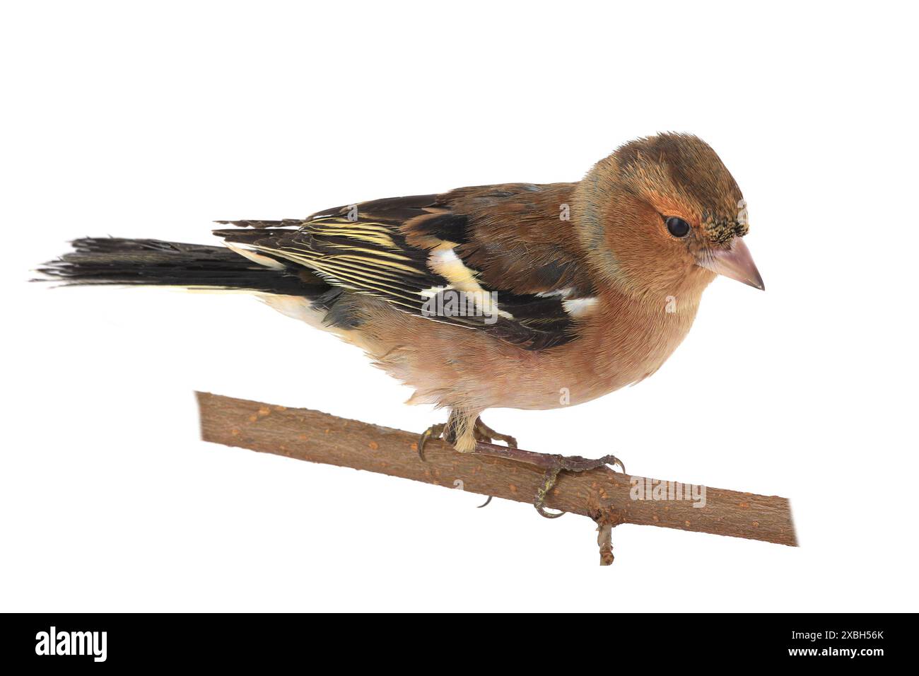 Buchhalm auf weißem Hintergrund Stockfoto