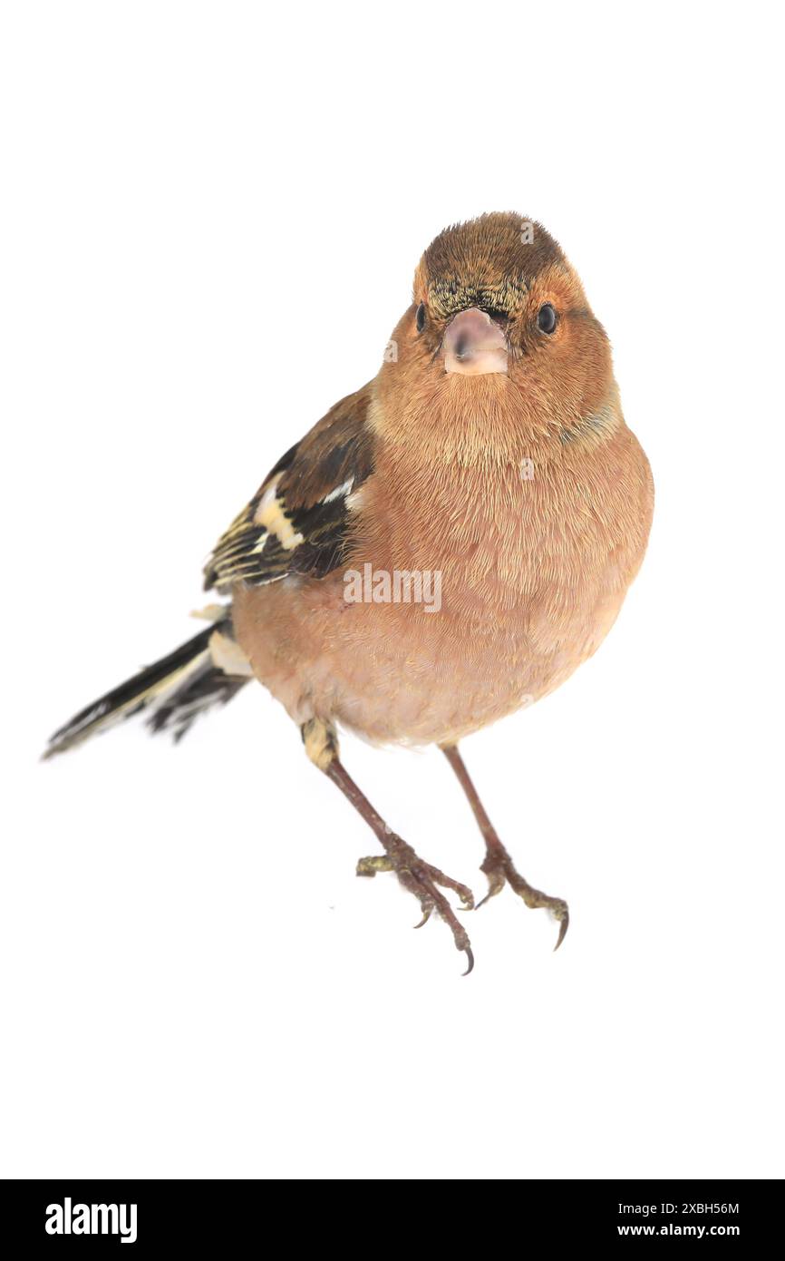 Buchhalm auf weißem Hintergrund Stockfoto