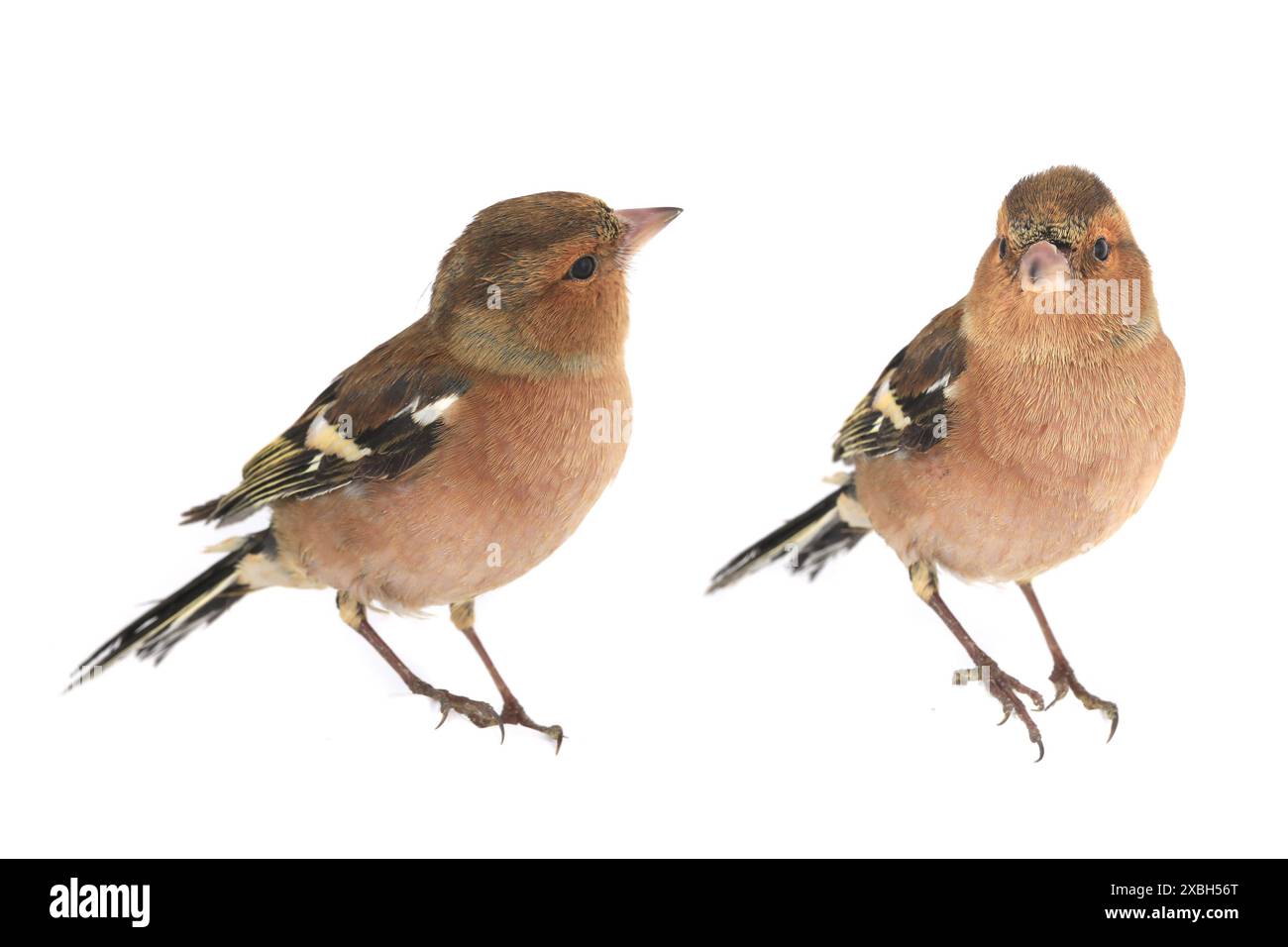 Buchhalm auf weißem Hintergrund Stockfoto