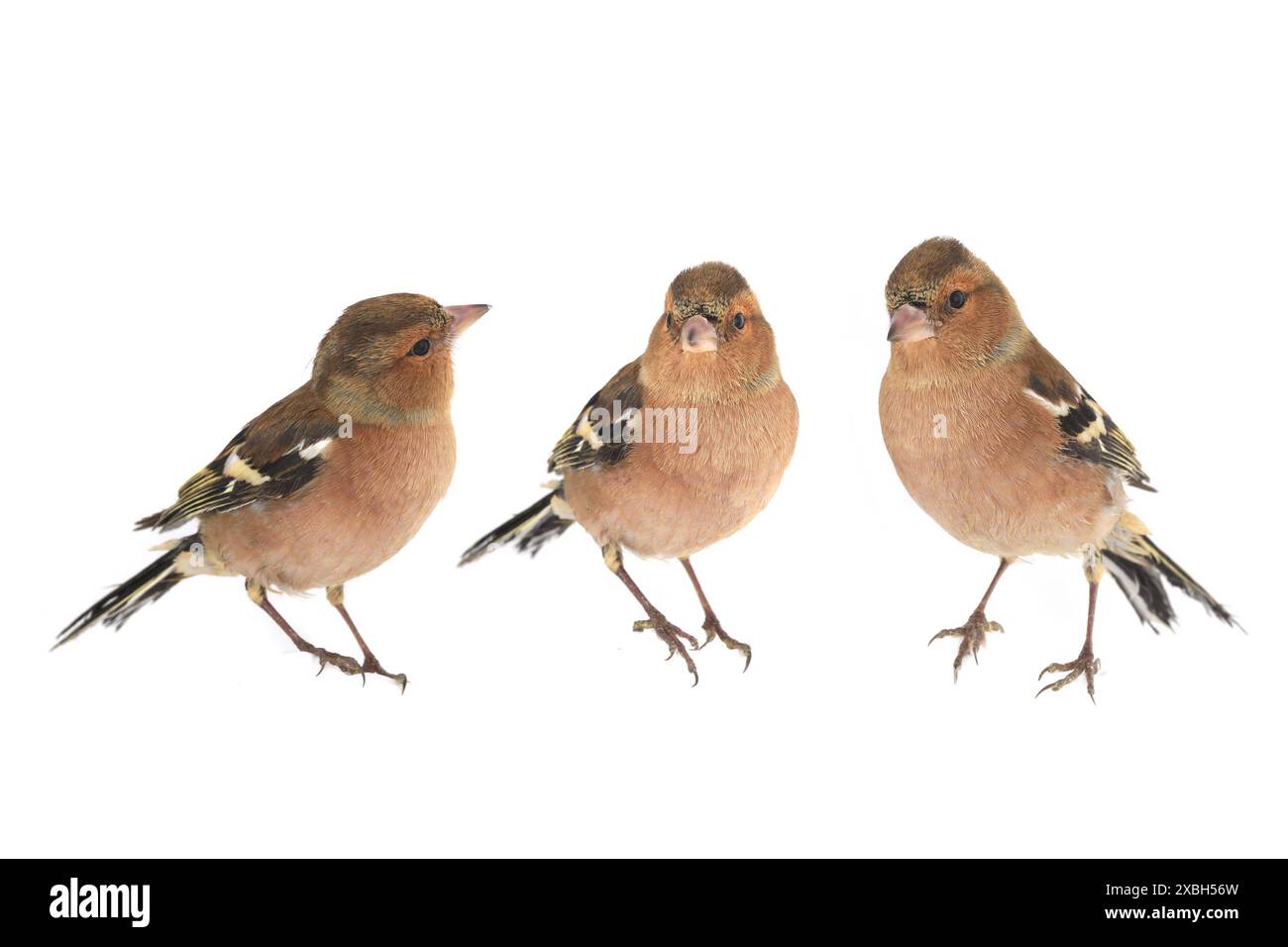 Buchhalm auf weißem Hintergrund Stockfoto