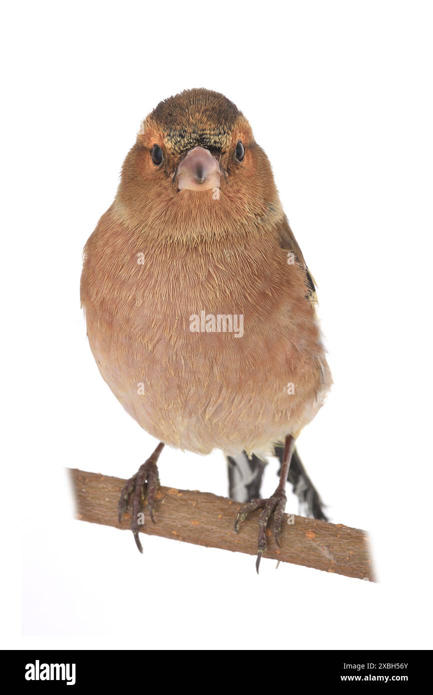 Buchhalm auf weißem Hintergrund Stockfoto