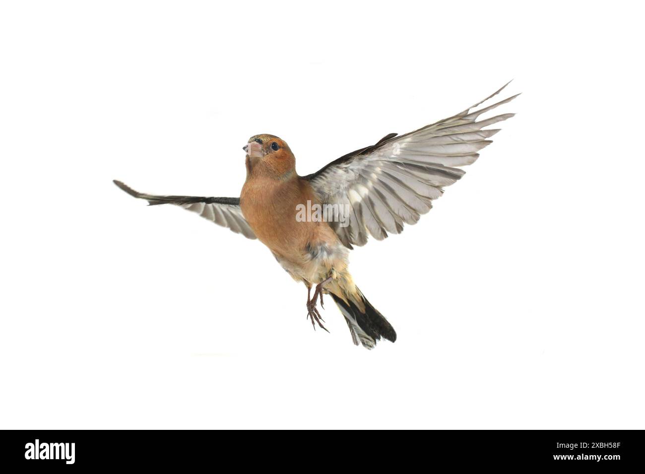 Chaffinch-Flug auf weißem Hintergrund Stockfoto