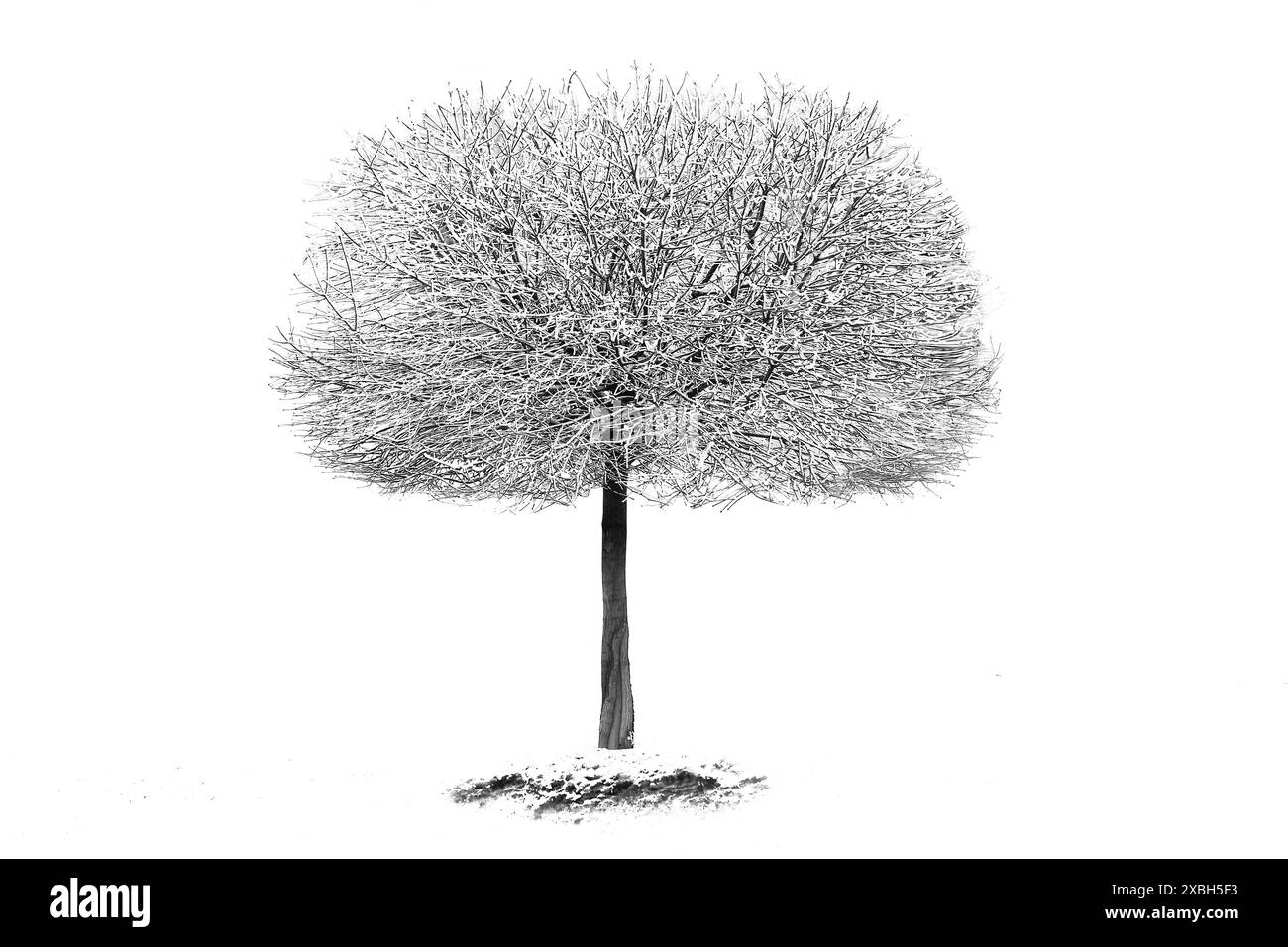 Ahorn im Schnee auf weißem Hintergrund Stockfoto