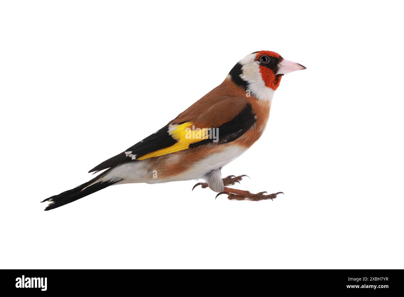 goldfinch auf weißem Hintergrund Stockfoto