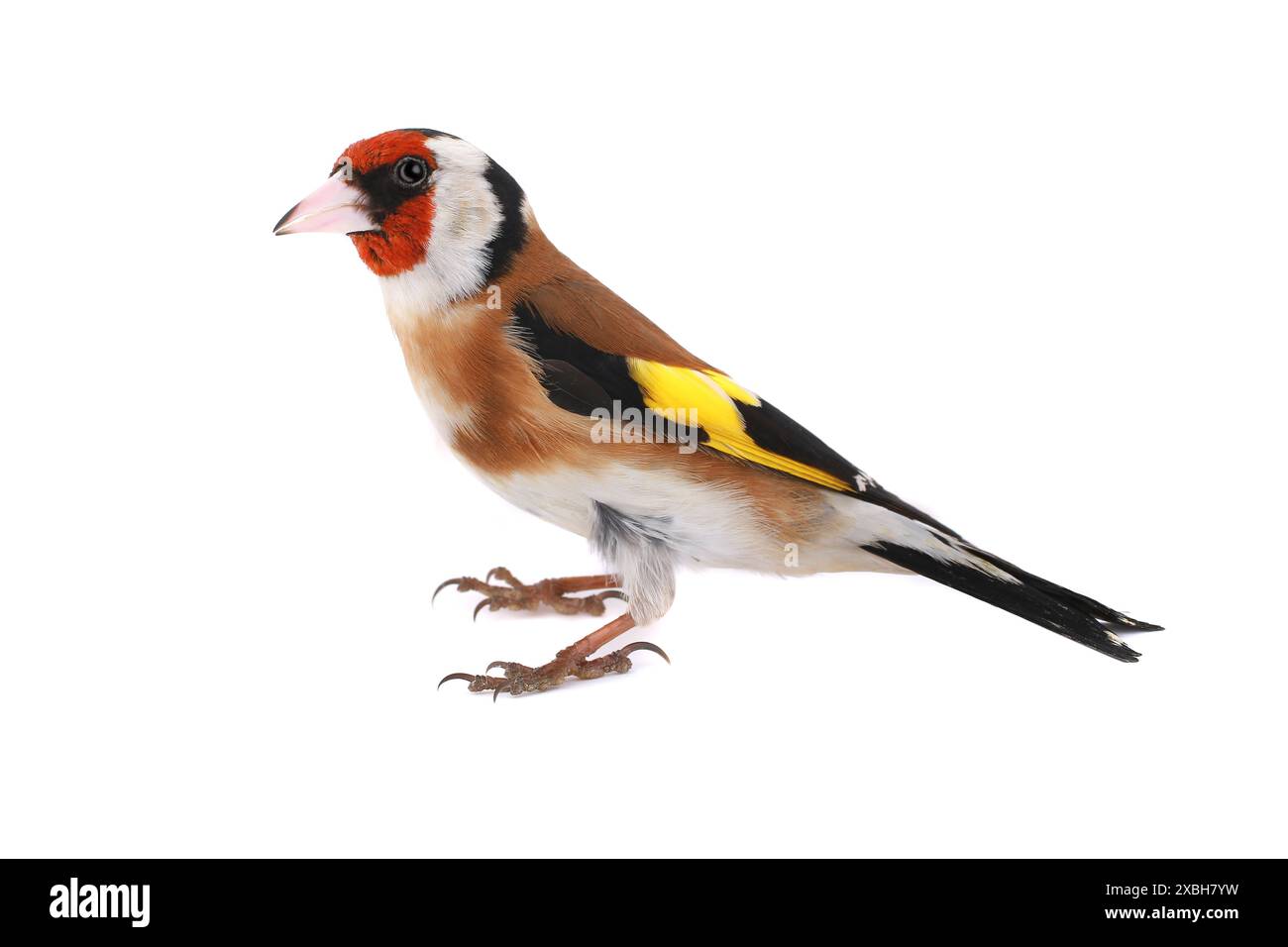 goldfinch auf weißem Hintergrund Stockfoto