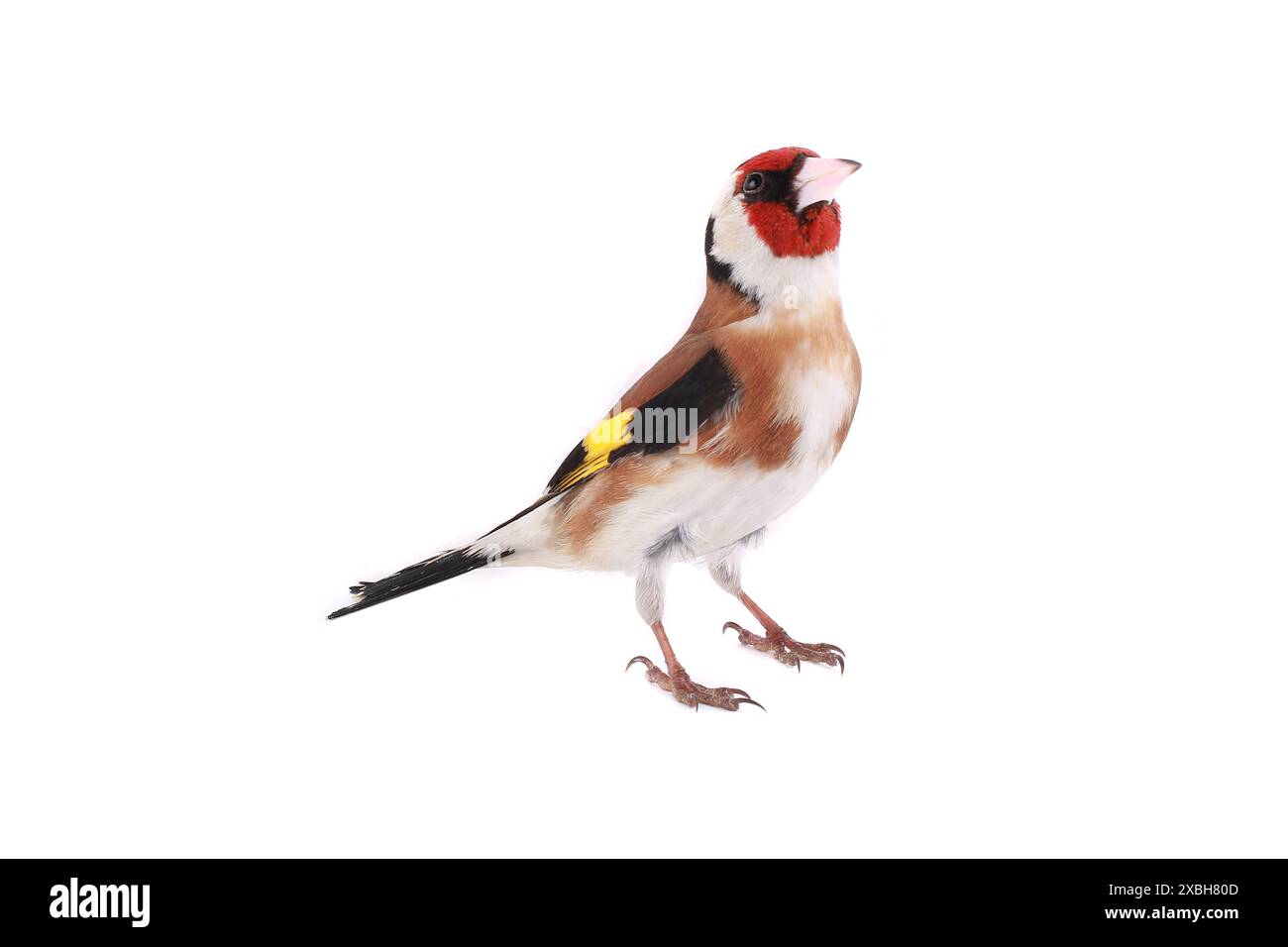 goldfinch auf weißem Hintergrund Stockfoto