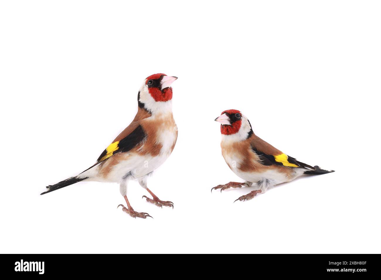 Zwei Goldfinken auf weißem Hintergrund Stockfoto
