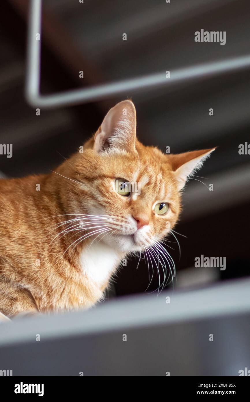 Eine Felidae, eine kleine bis mittelgroße Katze mit Kitzfell, Barthaaren und Schwanz, sitzt auf einem Holzregal und blickt als Landfleischfresser in die Kamera Stockfoto