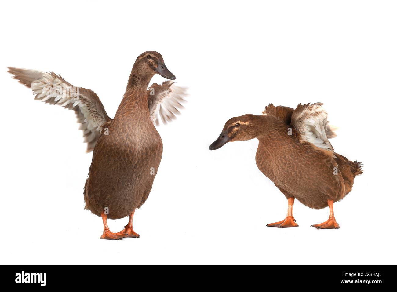 Zwei Enten mit Himmelsflügeln im Studio Stockfoto