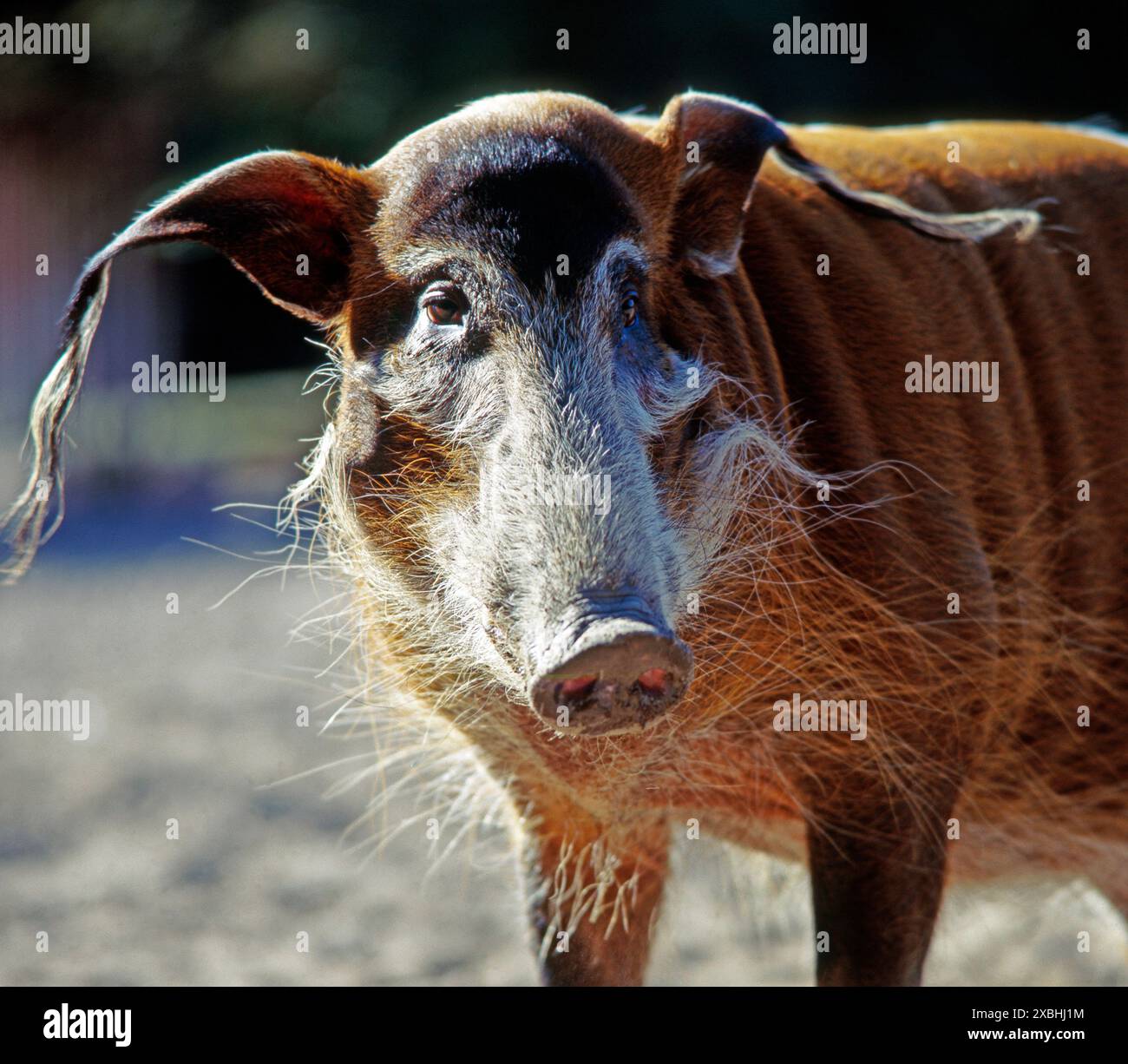 Pinselohrschwein, auch Flussschwein, Potamochoerus porcus pictus, ist ein farbiges afrikanisches Wildschwein mit pinselfoermig ausgefransten Ohren, lebt in wasserreichen Biotopen suedlich der Sahara, hauptsaechlich aber in Westafrika. Pinselohrschwein *** Pinselohrschwein, auch bekannt als Flussschwein, Potamochoerus porcus pictus, ist ein farbenfroher afrikanischer Wildschwein mit gebürstetem Ohr, lebt in wasserreichen Biotopen südlich der Sahara, vor allem aber in Westafrika Stockfoto