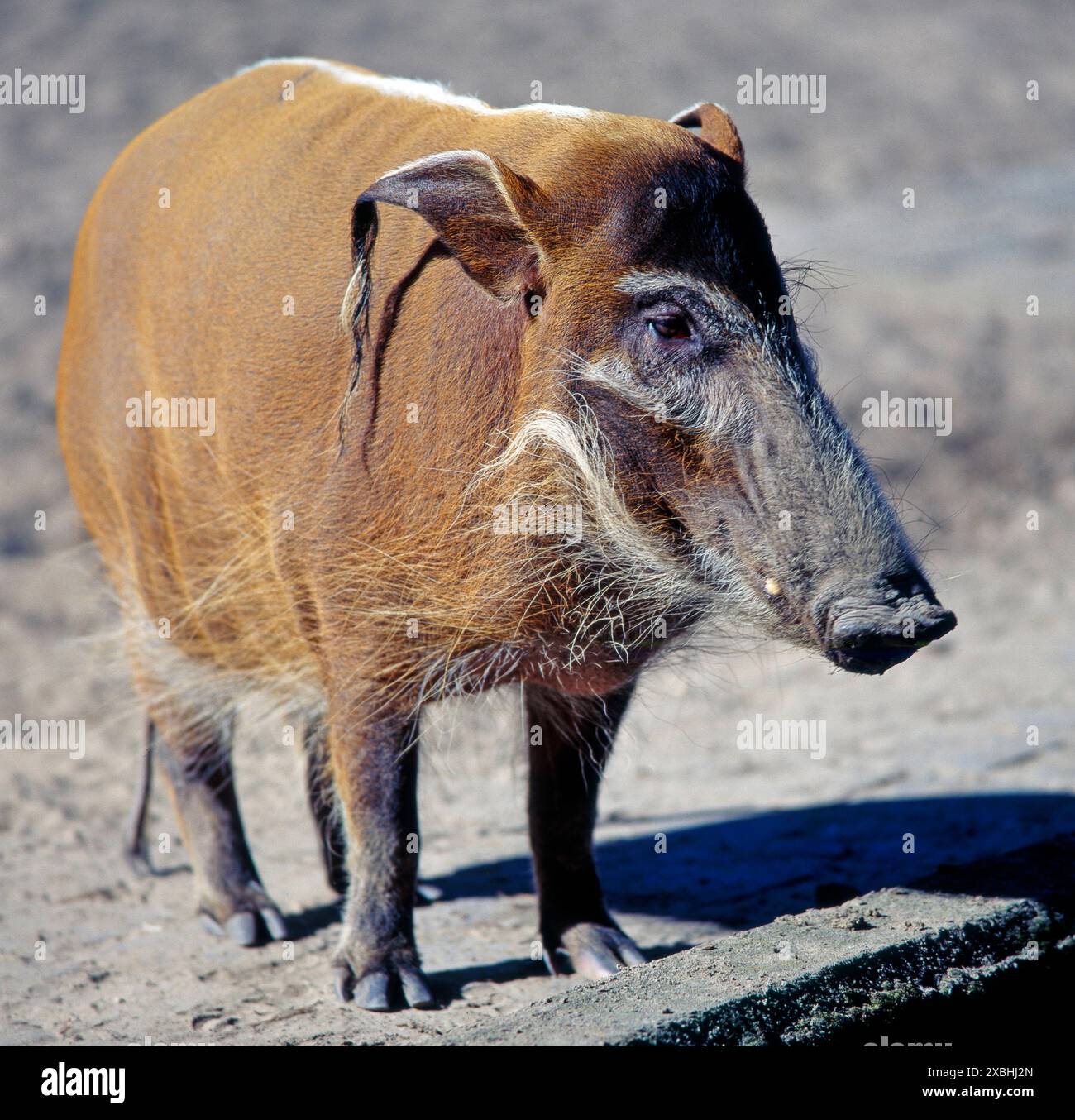 Pinselohrschwein, auch Flussschwein, Potamochoerus porcus pictus, ist ein farbiges afrikanisches Wildschwein mit pinselfoermig ausgefransten Ohren, lebt in wasserreichen Biotopen suedlich der Sahara, hauptsaechlich aber in Westafrika. Pinselohrschwein *** Pinselohrschwein, auch bekannt als Flussschwein, Potamochoerus porcus pictus, ist ein farbenfroher afrikanischer Wildschwein mit gebürstetem Ohr, lebt in wasserreichen Biotopen südlich der Sahara, vor allem aber in Westafrika Stockfoto