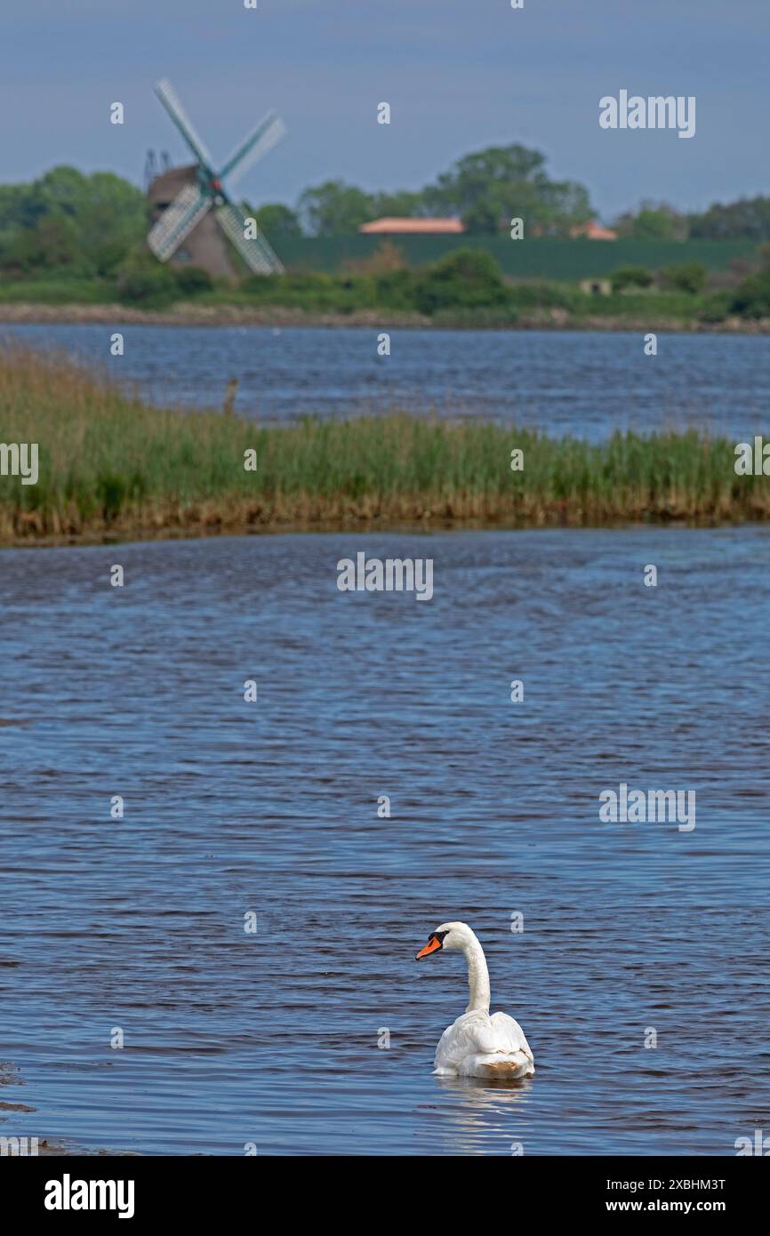 Windmühle Charlotte, Schwan, Ostsee, Gelting Birk, Gelting Bay, Nieby, Schleswig-Holstein, Deutschland Stockfoto