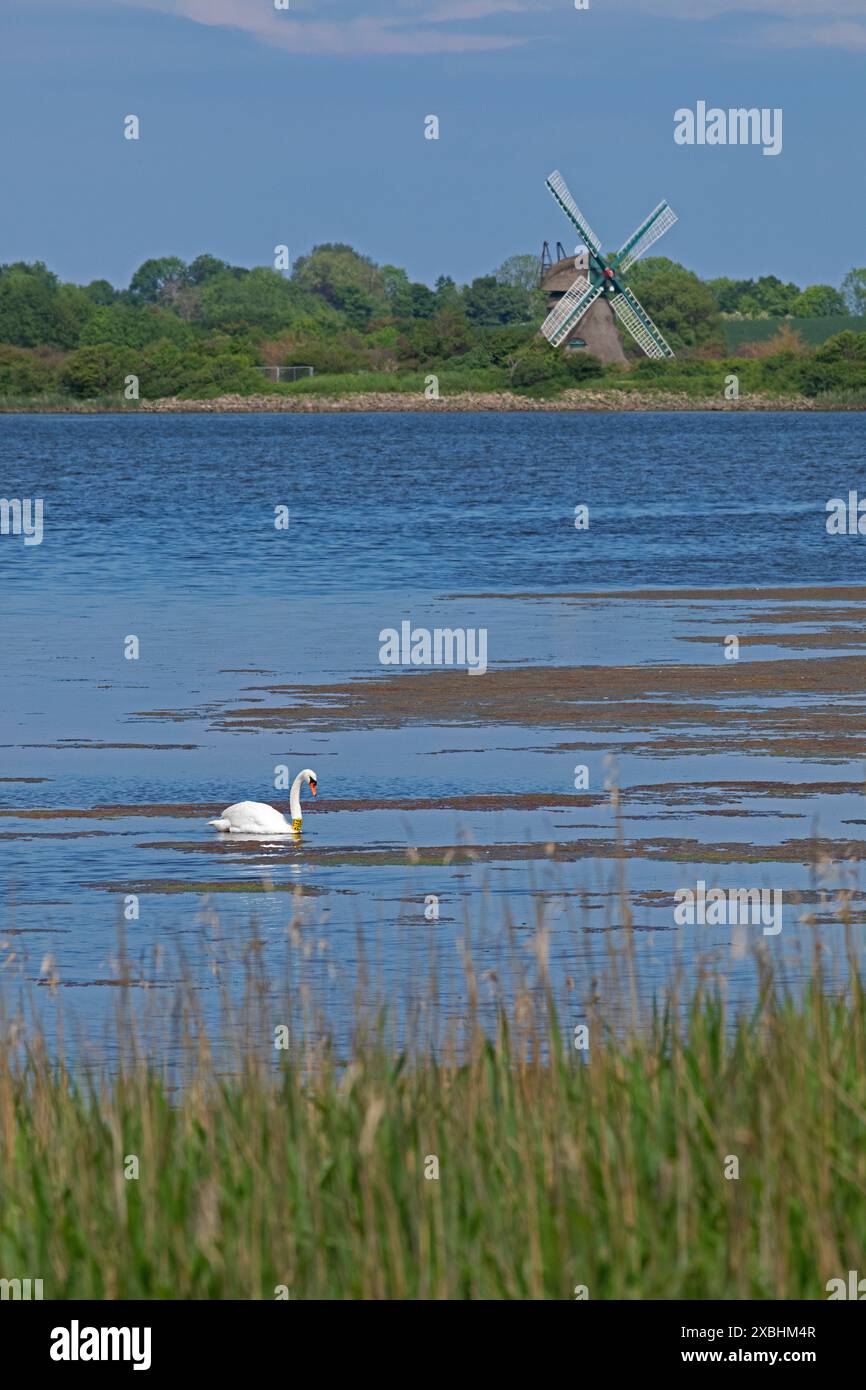 Windmühle Charlotte, Schwan, Ostsee, Gelting Birk, Gelting Bay, Nieby, Schleswig-Holstein, Deutschland Stockfoto