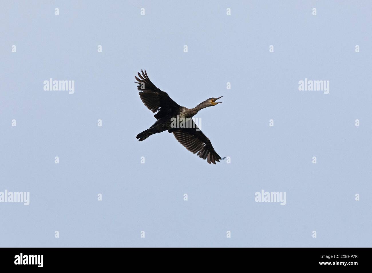 Großer Kormoran (Phalacrocorax carbo) im Flug, zerrissen, schreiend, Gelting Birk, Gelting Bay, Nieby, Schleswig-Holstein, Deutschland Stockfoto