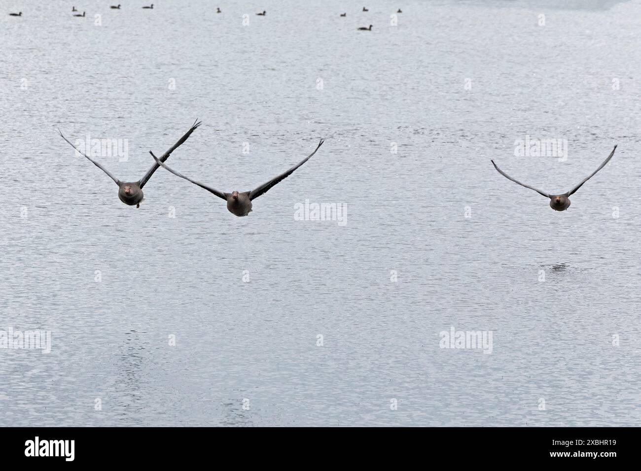Graugänse (Anser anser) im Flug, Wasser, Gelting Birk, Gelting Bay, Nieby, Schleswig-Holstein, Deutschland Stockfoto