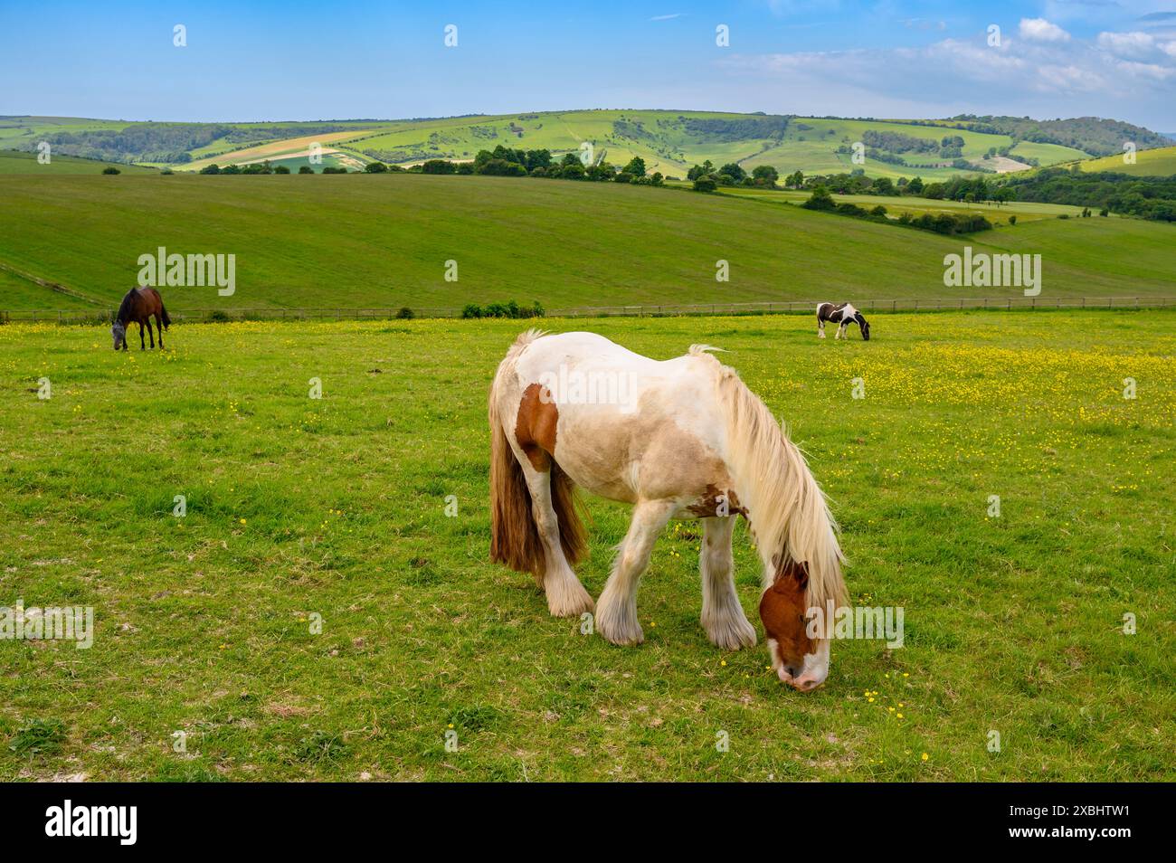 Pferde, die auf Grasland in den South Downs in der Nähe von Clayton in West Sussex, England, weiden. Stockfoto Pferde, die auf Grasland in den South Downs in der Nähe von Clayton in West Sussex, England, weiden. Stockfoto