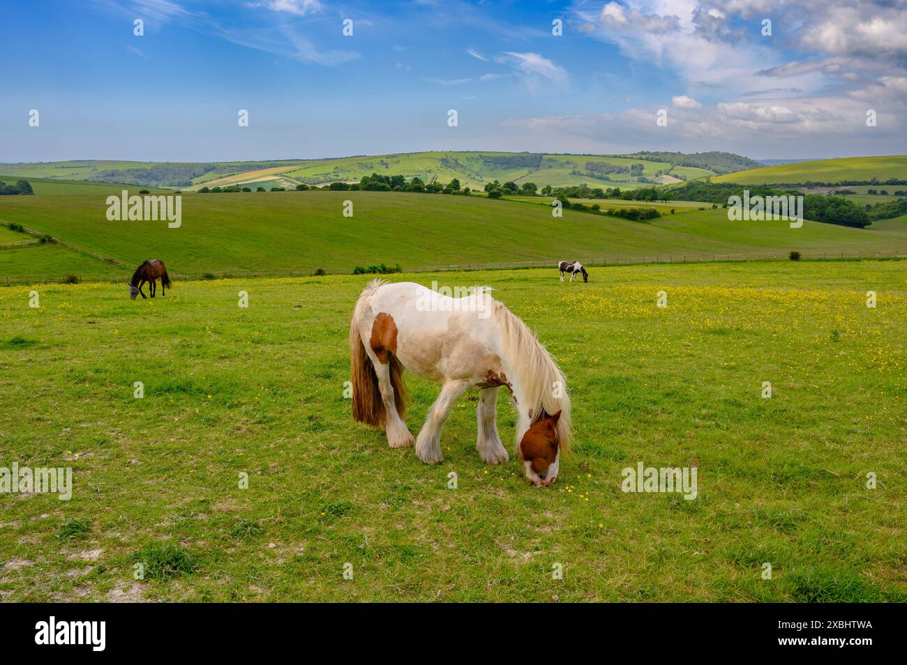Pferde, die auf Grasland in den South Downs in der Nähe von Clayton in West Sussex, England, weiden. Stockfoto Pferde, die auf Grasland in den South Downs in der Nähe von Clayton in West Sussex, England, weiden. Stockfoto