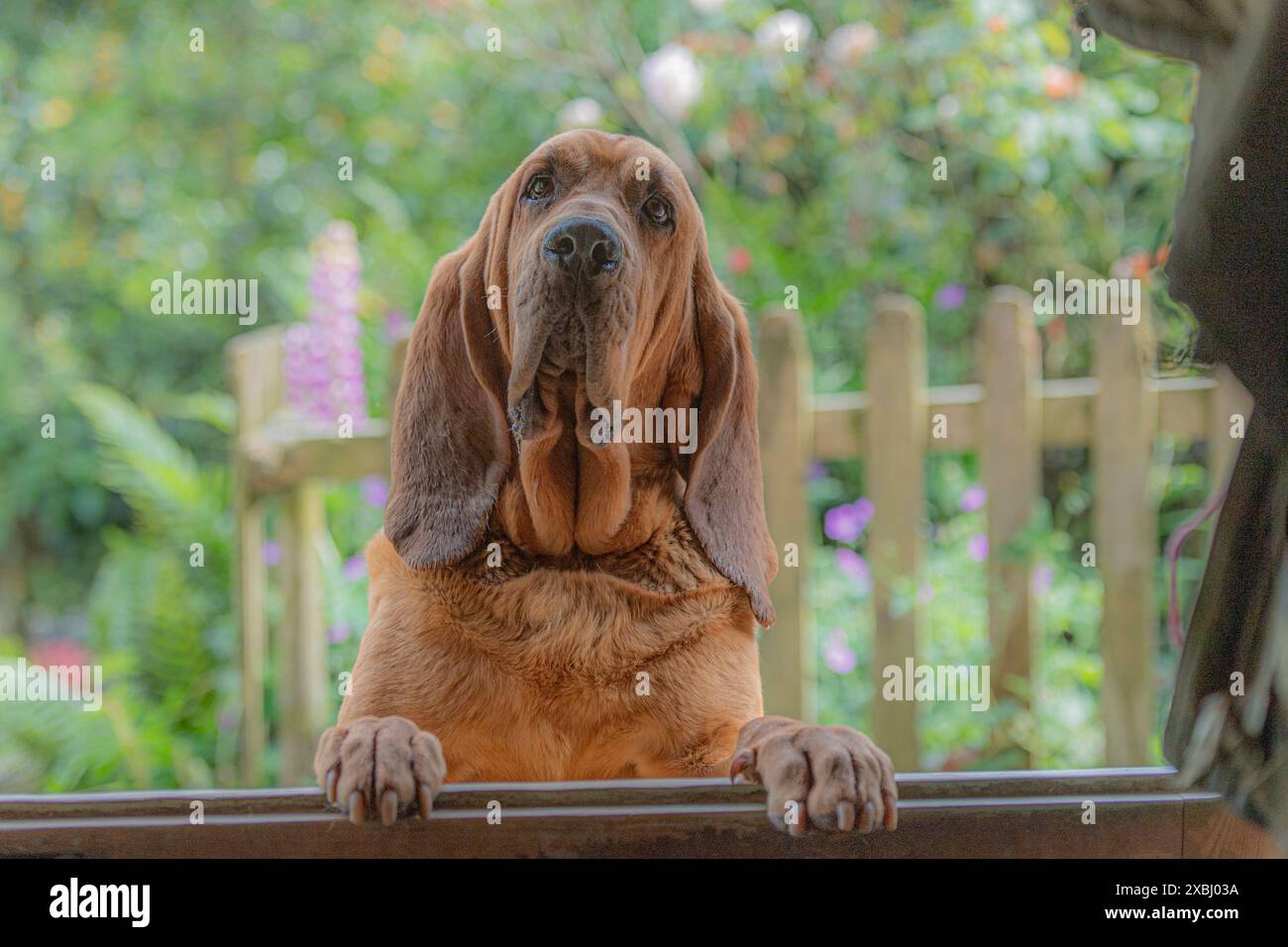 Der Bluthund sieht über die Tür Stockfoto