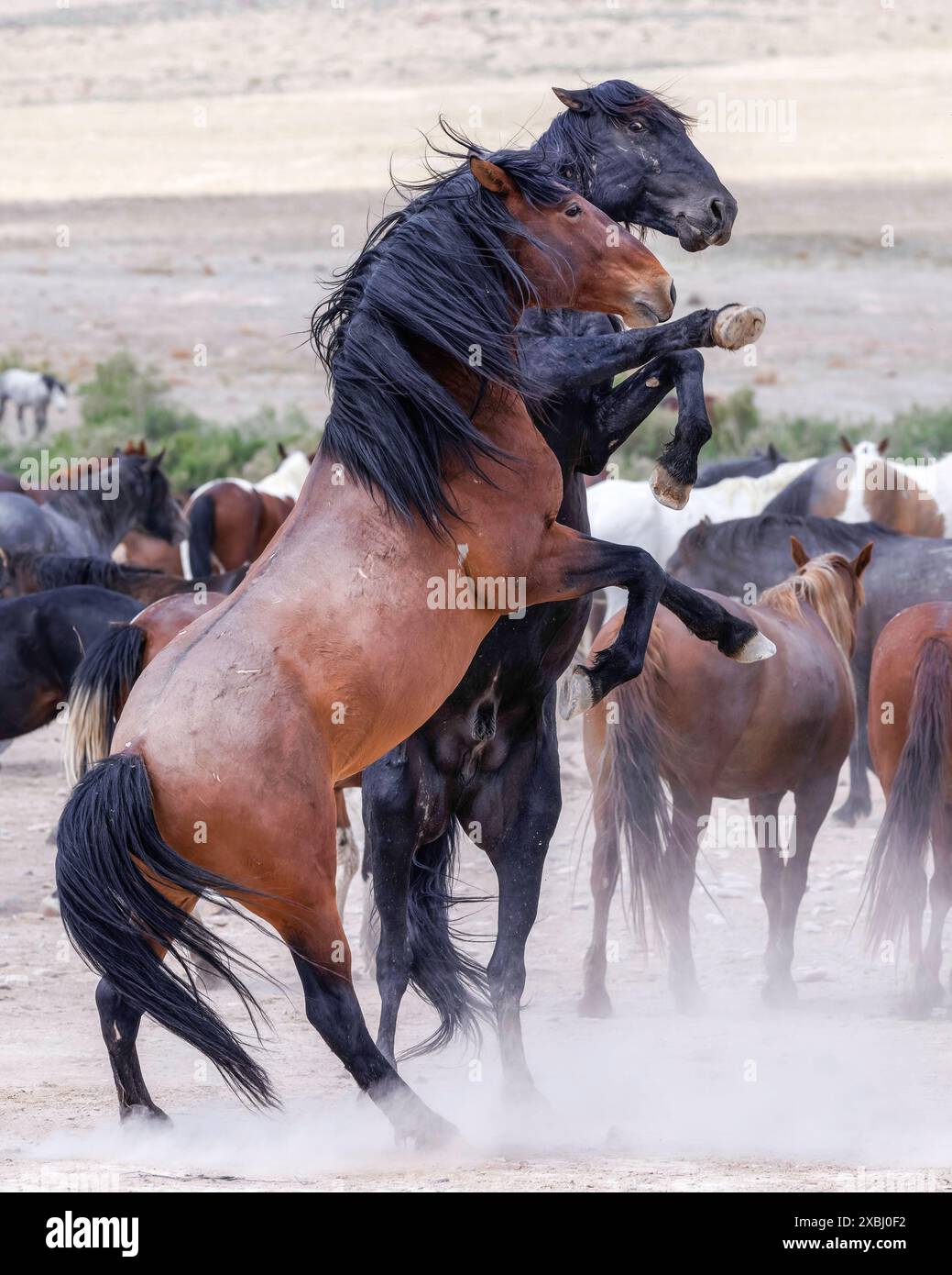 Die Wildpferdeherde des Onaqui Mountain hat eine leichte bis mittelschwere Struktur und ist in Farben wie Sauerampfer, roan, Buchleder, Schwarz, Palomino, und grau. Stockfoto