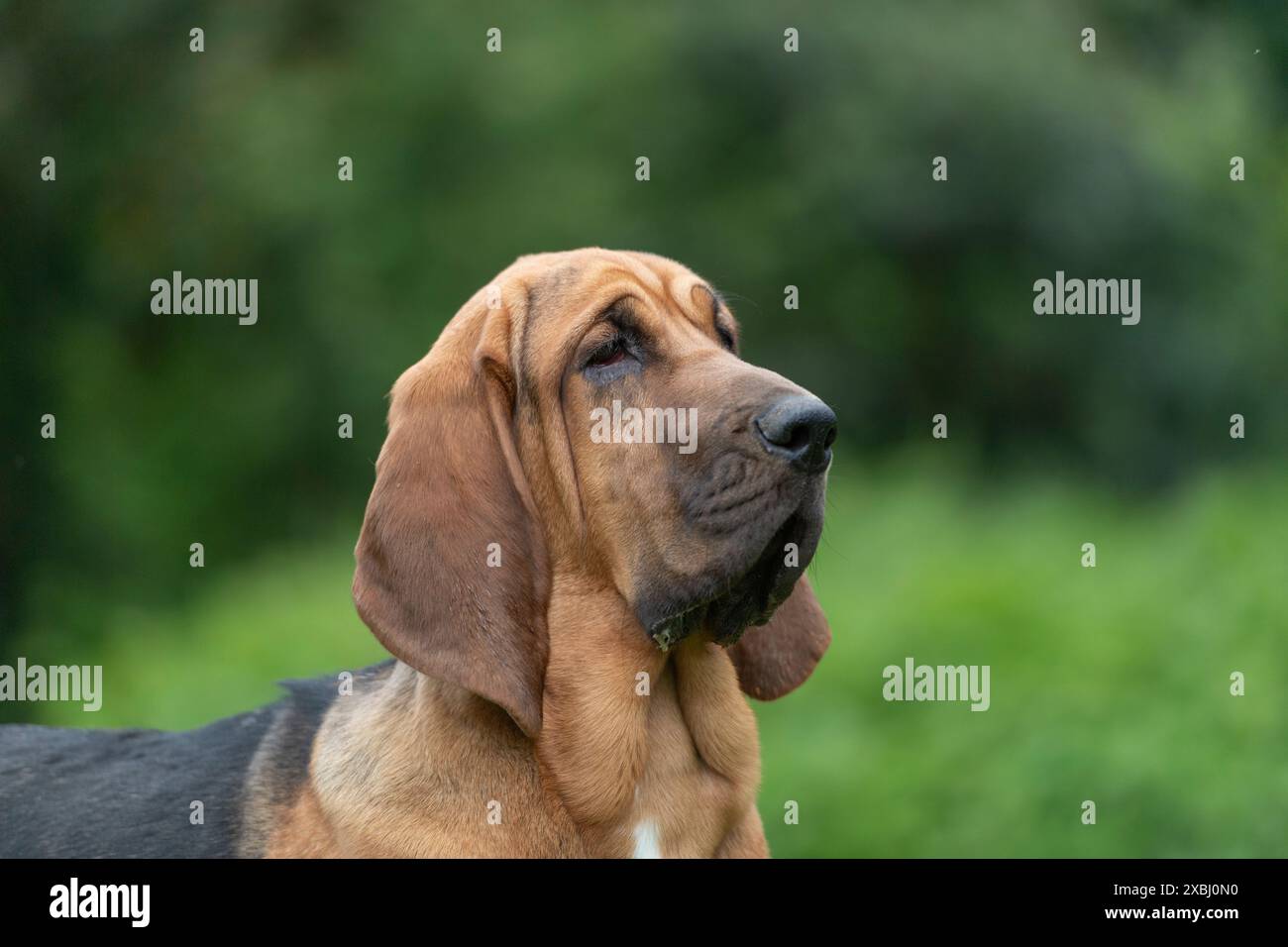 Bluthund-Hundekopfstudie mit Kopierraum Stockfoto