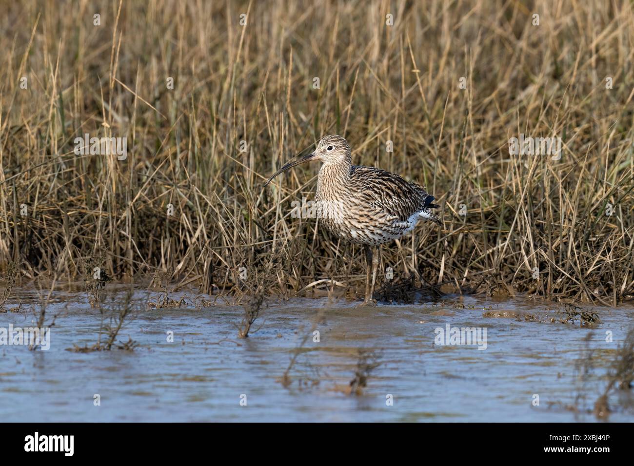 Curlew-Numenius-arquata. Stockfoto