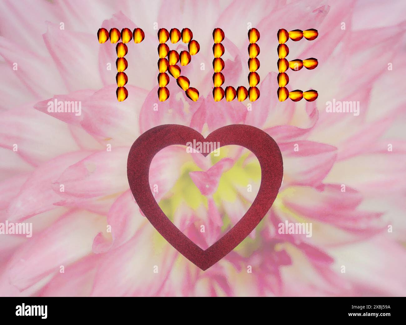 WAHRE LIEBE in einer wunderschönen künstlerischen Flora-Aufnahme. Gelbe und rote, süße Rosenblüten = wahr, rotes Herz = Liebe rosa/weiße Blüte in Wasserpixel. Stockfoto