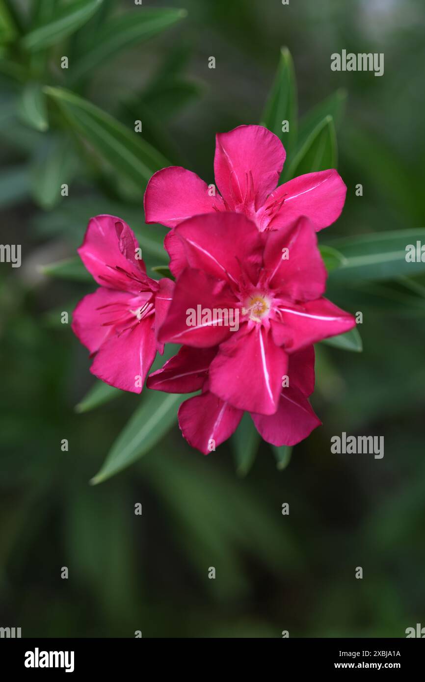 Ein rosafarbener Oleander blüht auf dem tiefgrünen Laub. Stockfoto