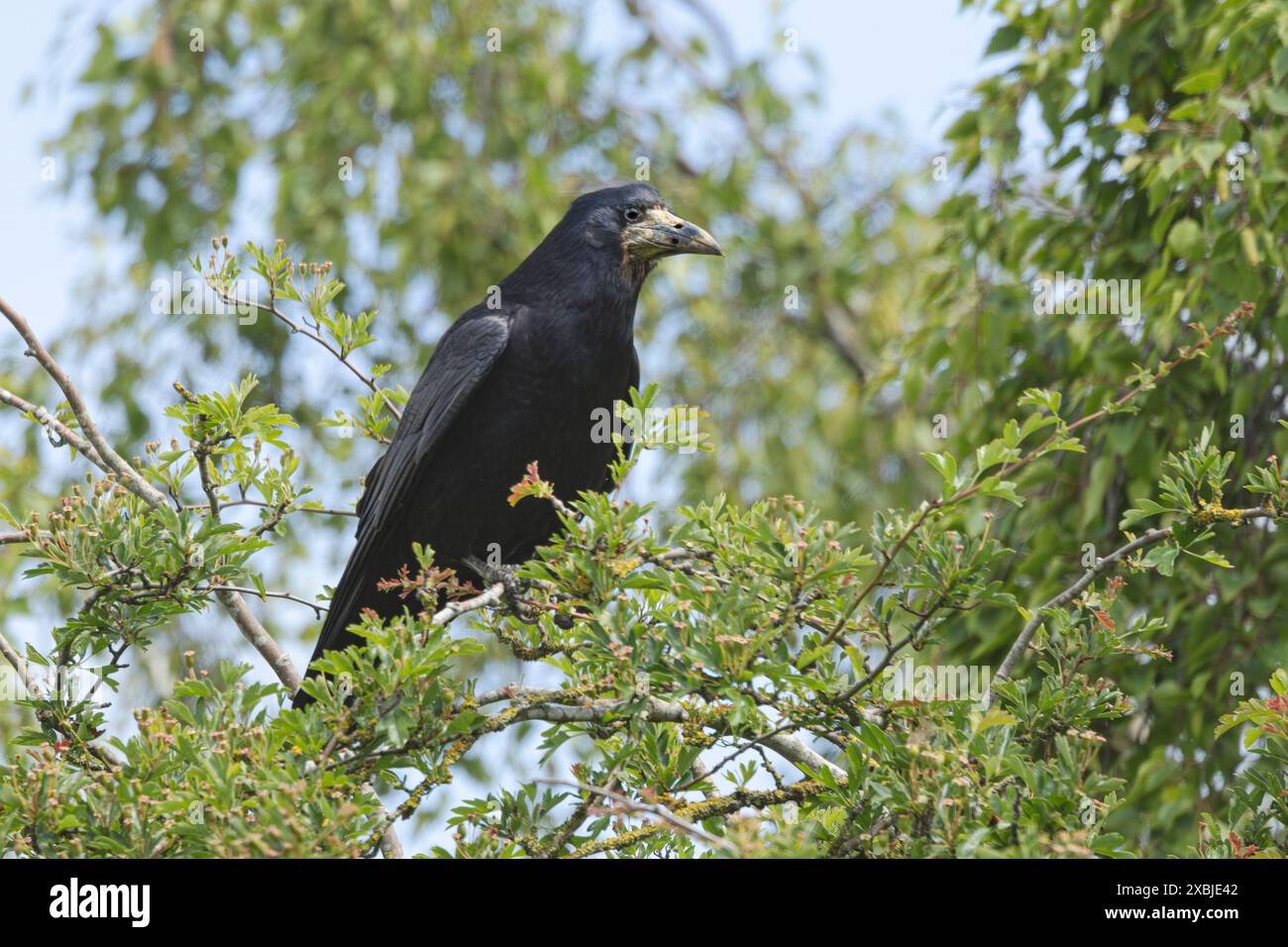 Rook, Bedfordshire, Großbritannien Stockfoto