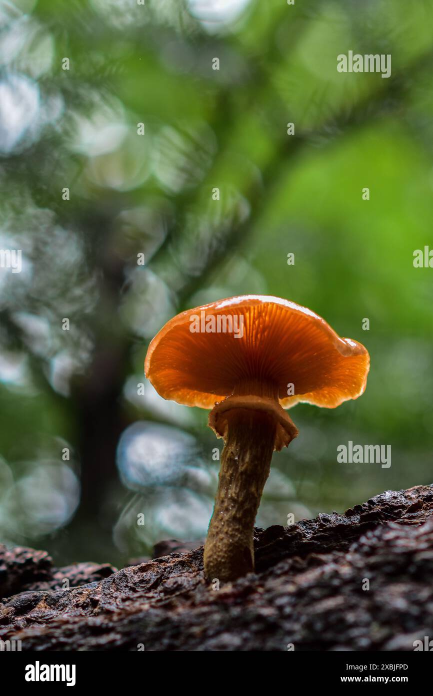 Bunte Pilze, die von einem Baum in den Bergen von Süd-Arizona sprießen. Stockfoto