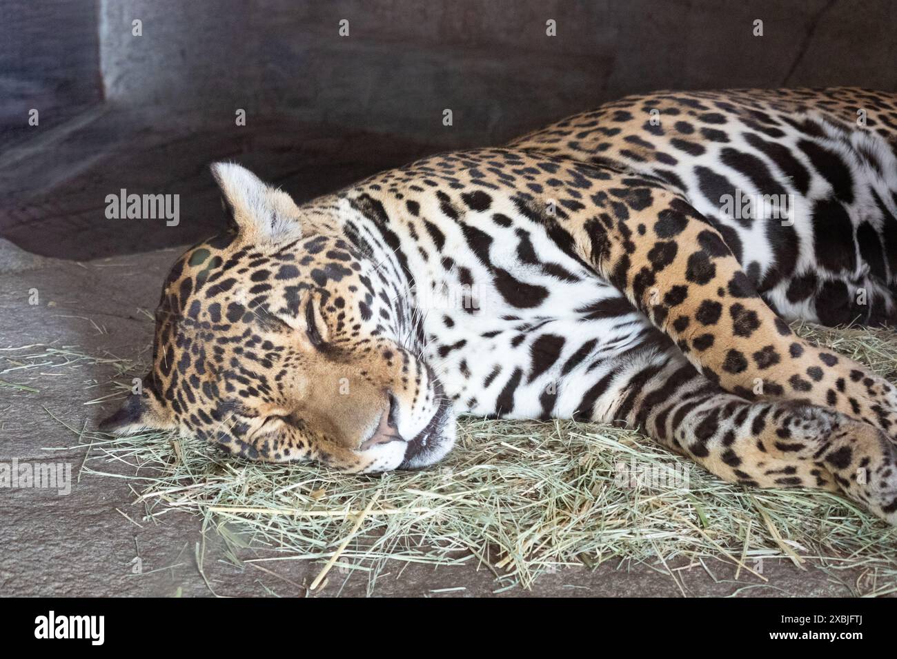 Amur Leopard schläft auf Heu Stockfoto