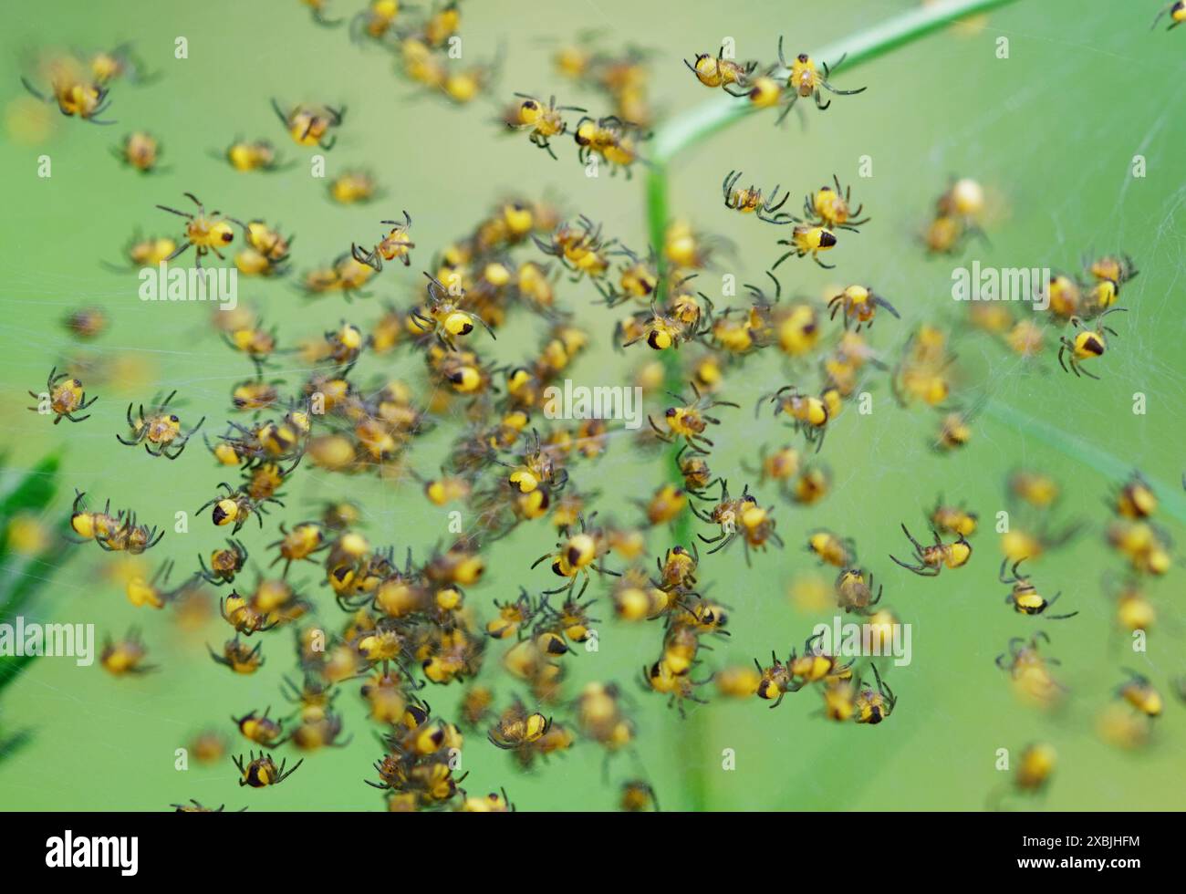 Eine Gruppe von Garden Orb Web Spider, Araneus diadematus, Spiderlings zusammen in Einem Nest, New Forest UK Stockfoto