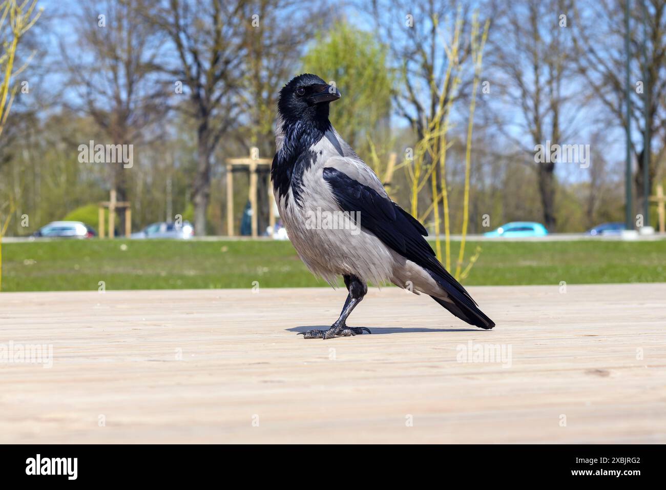 Eine graue Krähe auf dem Boden, die dem Fotografen zugewandt ist Stockfoto