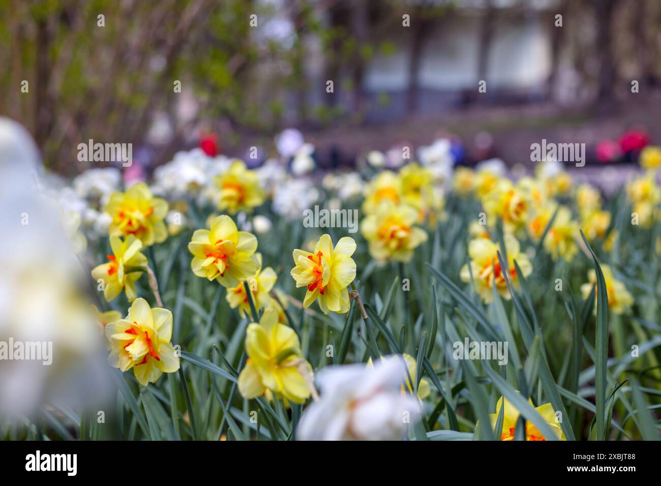 Frühlingsblumen genannt Narzissen im Garten oder Park Stockfoto