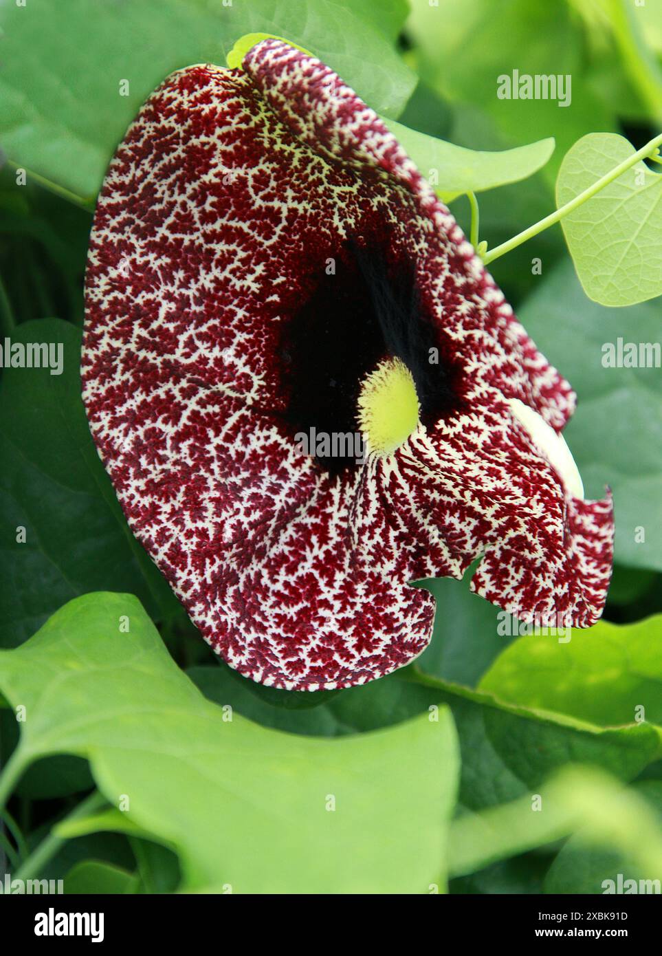 Calico Flower oder elegante Holländer Pfeife, Aristolochia littoralis, Aristolochiaceae. Brasilien, Südamerika. Pitcher Plant. Stockfoto