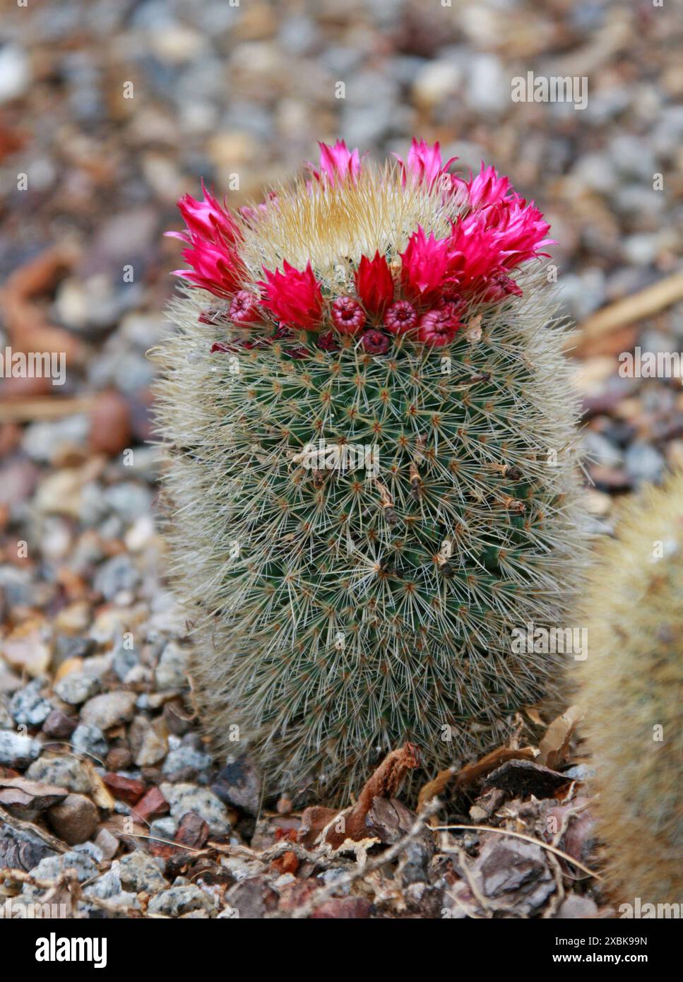 Cactus, Mammillaria nunezii subsp. bella, Cactaceae. Mexiko, Nordamerika. Stockfoto