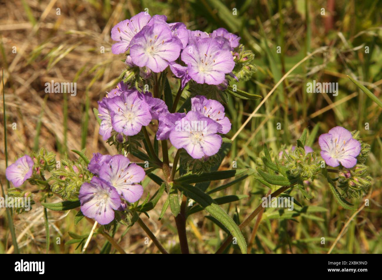 Threadleaf Phacelia (Phacelia linearis) lila Wildblume im First Peoples Buffalo Jump State Park, Montana Stockfoto