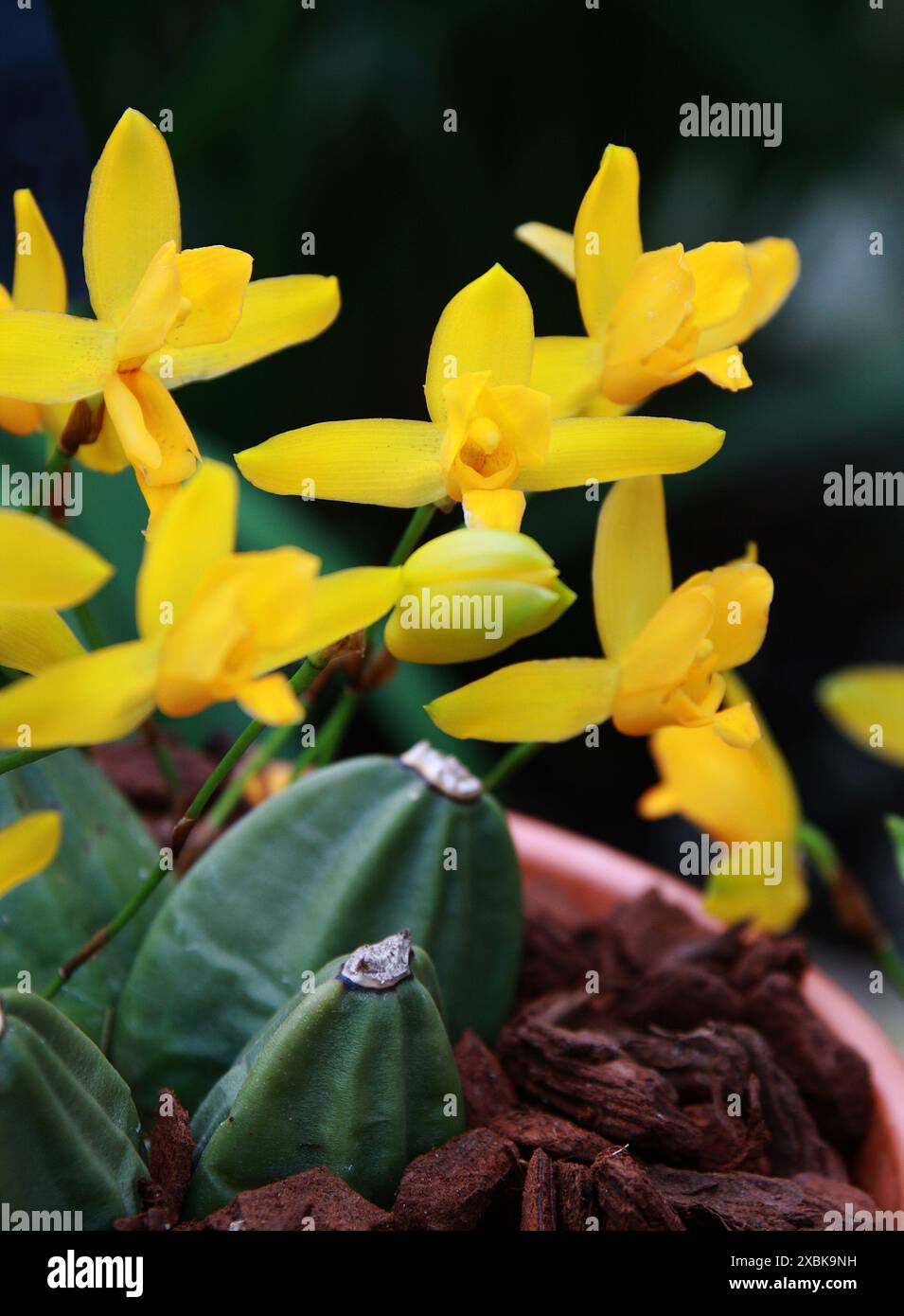 Süß duftende Lycaste, Lycaste aromatica, Orchidaceae. Eine duftende hellgelbe Landorchidee aus Mittelamerika und Mexiko. Stockfoto