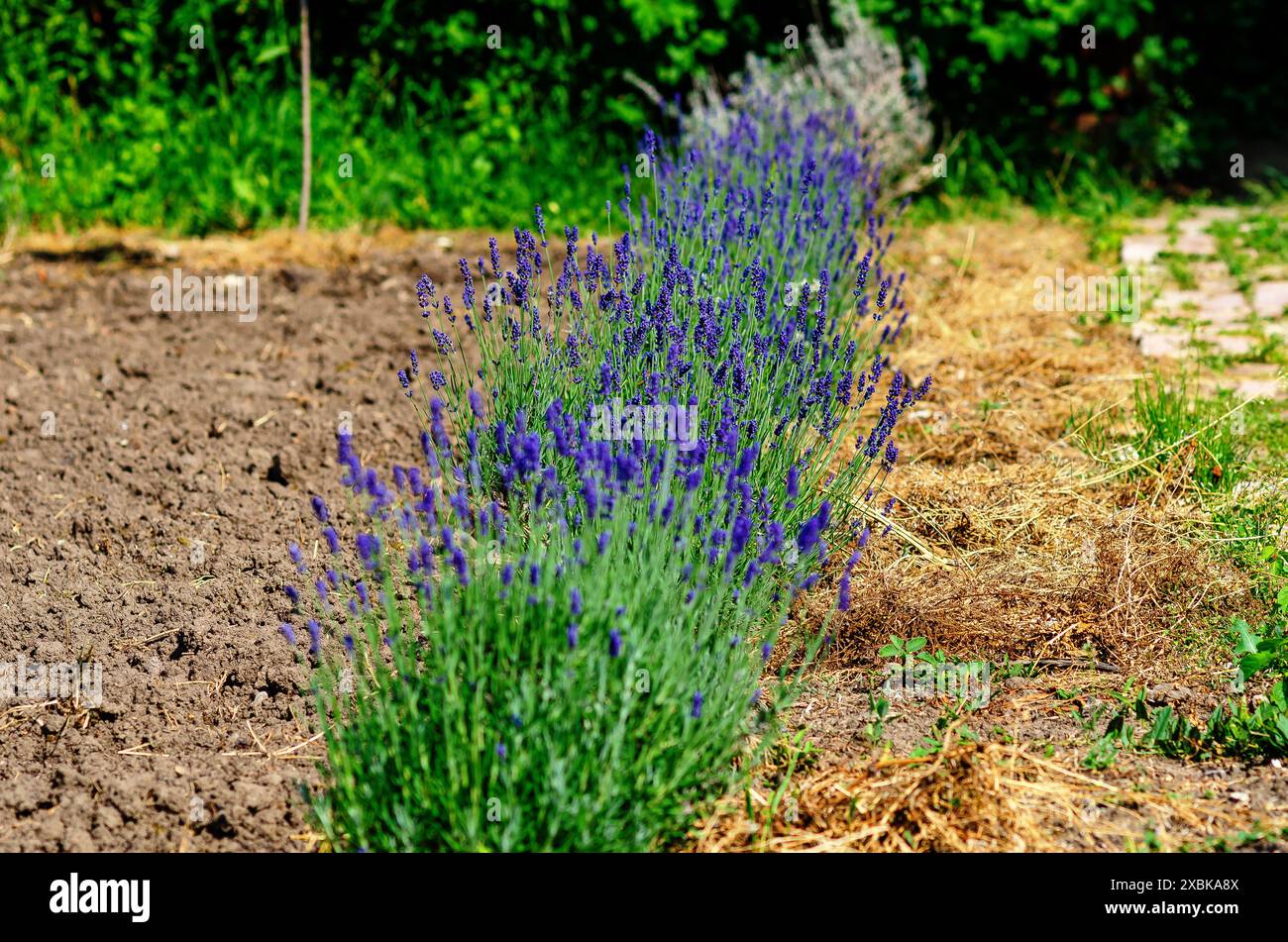 Blaue Lavendelsträucher auf den Betten Stockfoto