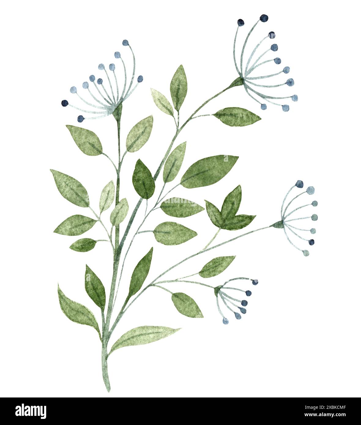 Zweig mit Dill und Blättern in Aquarell gezeichnet, stilisierte botanische Illustration auf weißem Hintergrund für Musterdruck, Textilien, Einladungen, scr Stockfoto