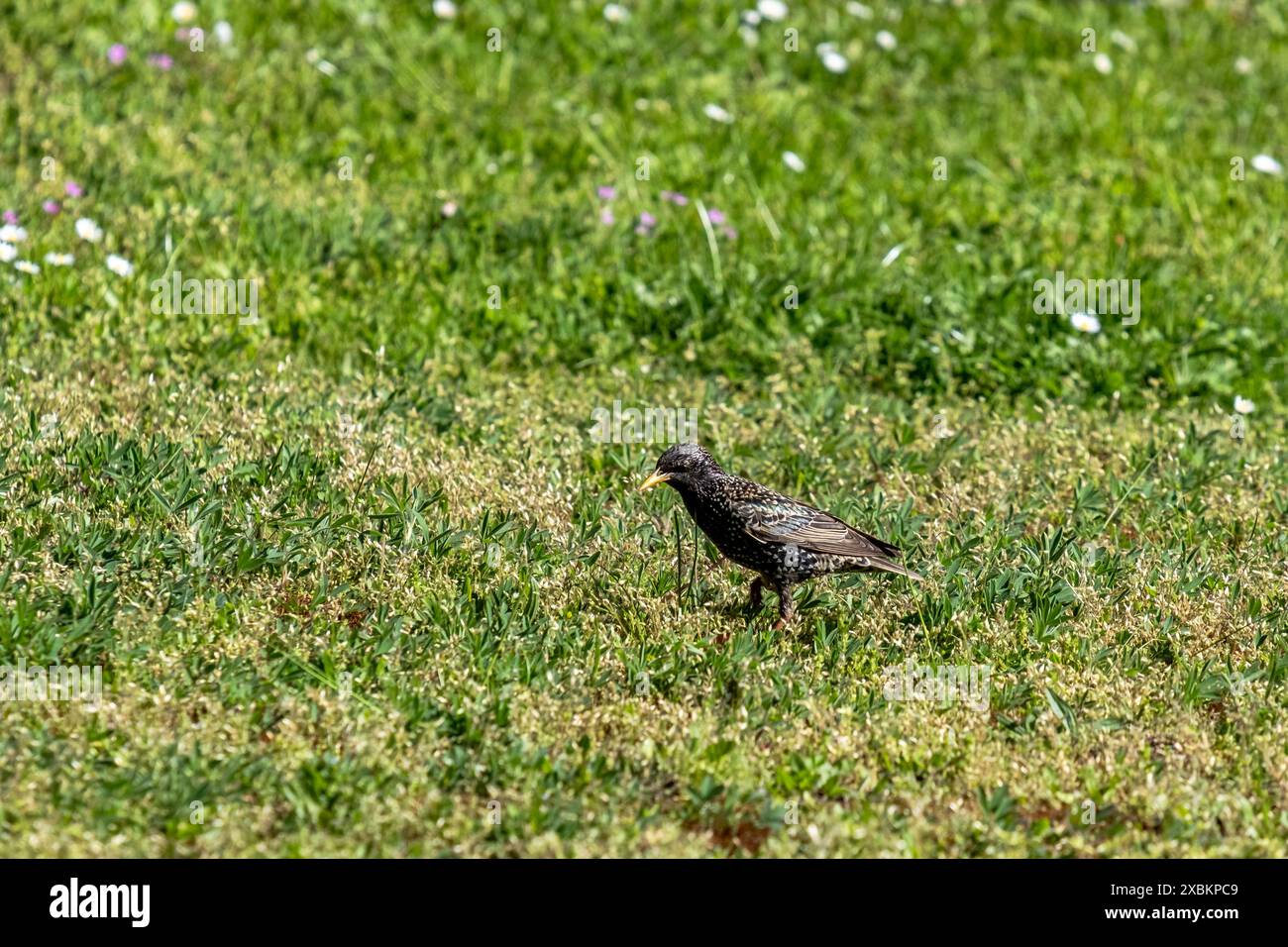 Ein schwarzer Vogel im Sonnenlicht im Sommer auf einer grünen Wiese Stockfoto