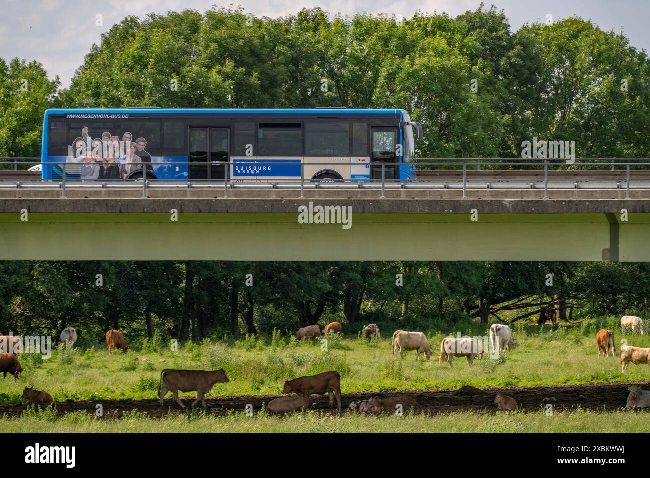 Shuttlebus der Universität Duisburg-Essen, Shuttlebus zwischen den beiden Standorten der Universität Duisburg und Essen auf der Autobahn A40, Brücke Stockfoto