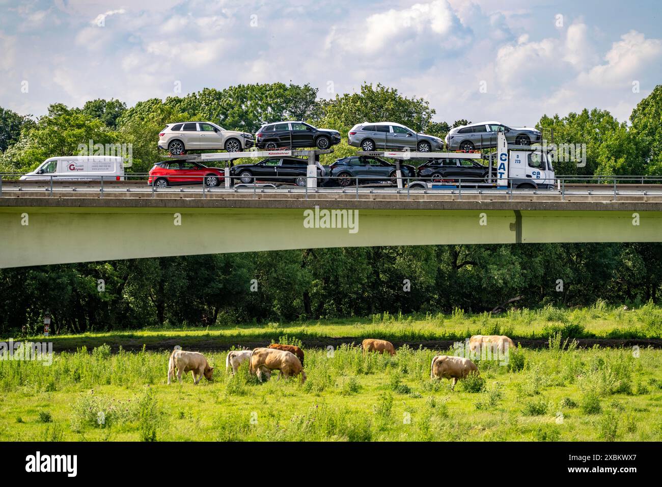 Lkw auf der Autobahn A40, Brücke über Ruhr und Styrumer Ruhrauen, Rinderherde, Weidekühe, Mülheim an der Ruhr, NRW, Deutschland Stockfoto