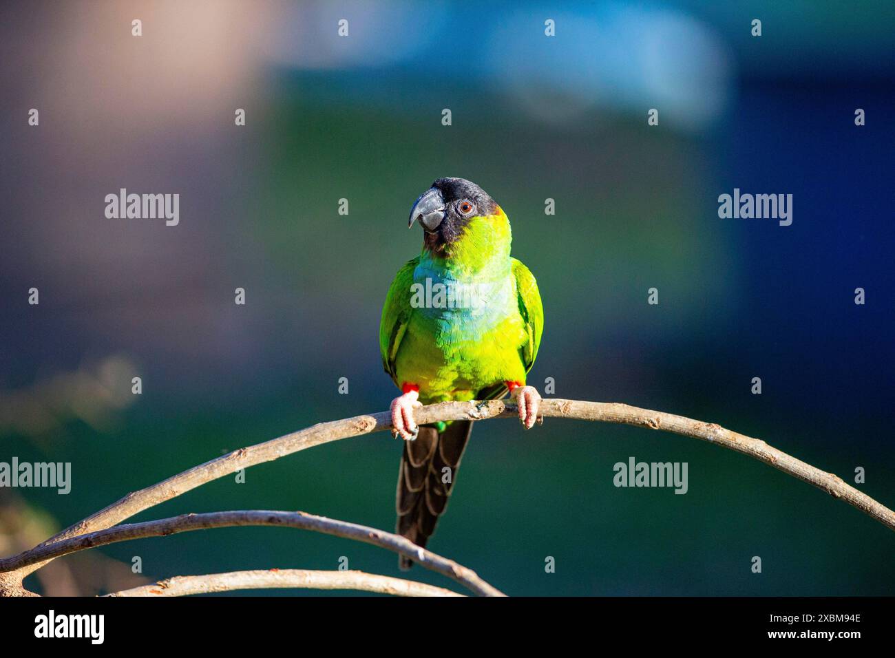 Nanday Sittich (Aratinga nanday) Pantanal Brasilien Stockfoto