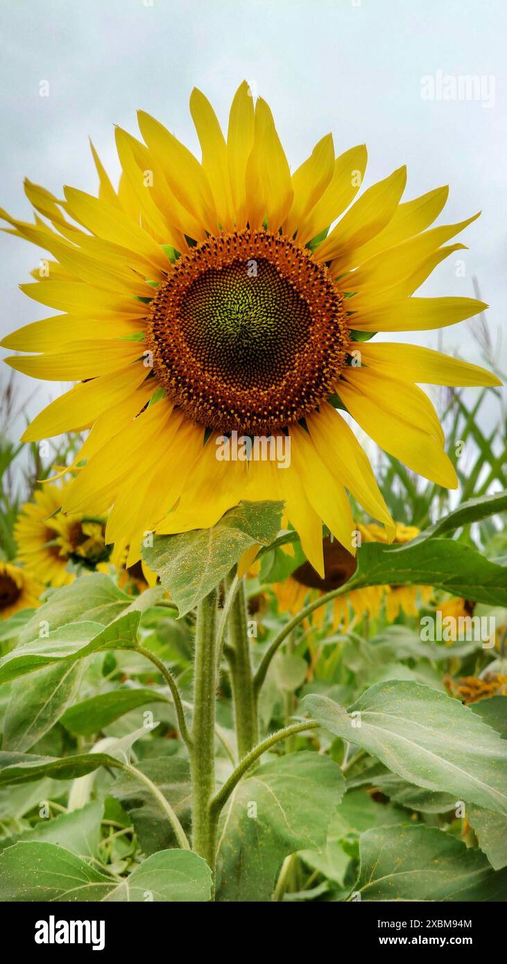 Eine leuchtende Sonnenblume (Helianthus) mit gelben Blütenblättern und grünen Blättern steht hoch vor einem bewölkten Himmel Stockfoto