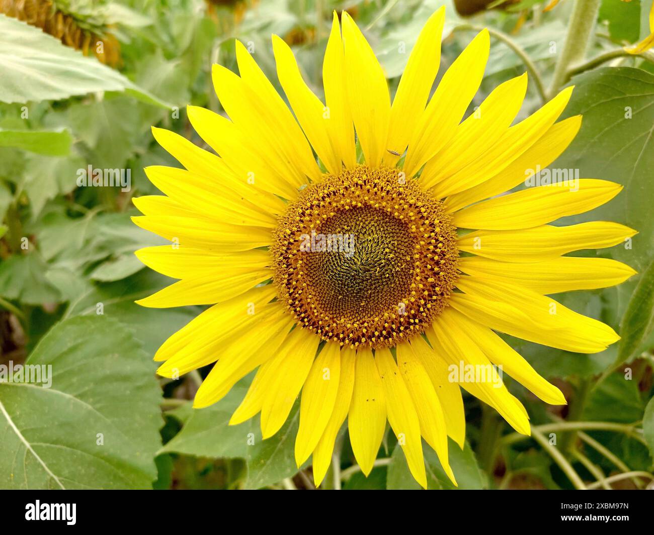 Gelbe Sonnenblume (Helianthus) in voller Blüte umgeben von grünen Blättern, die das Wesen des Sommers einfangen Stockfoto