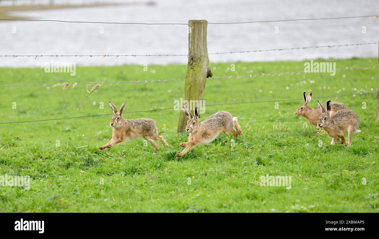 Mehrere Hasen (Lepus europaeus) laufen und spielen während der Paarungszeit auf einer Wiese, Niederrhein, Nordrhein-Westfalen, Deutschland Stockfoto