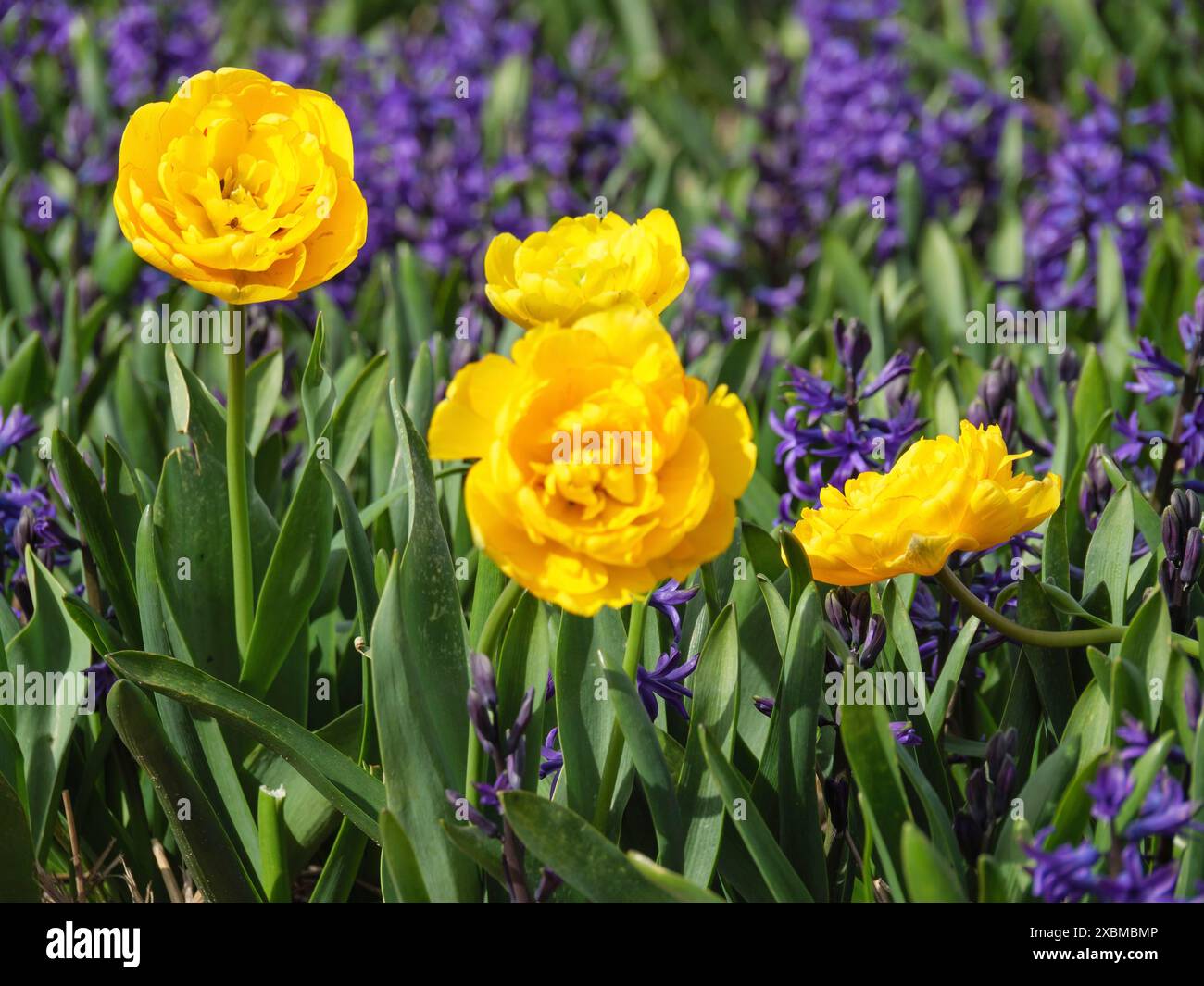 Eine Gruppe von gelben Tulpenblüten zwischen violetten Blüten, die in einem frühlingshaften Ambiente glänzen, amsterdam, holland, niederlande Stockfoto